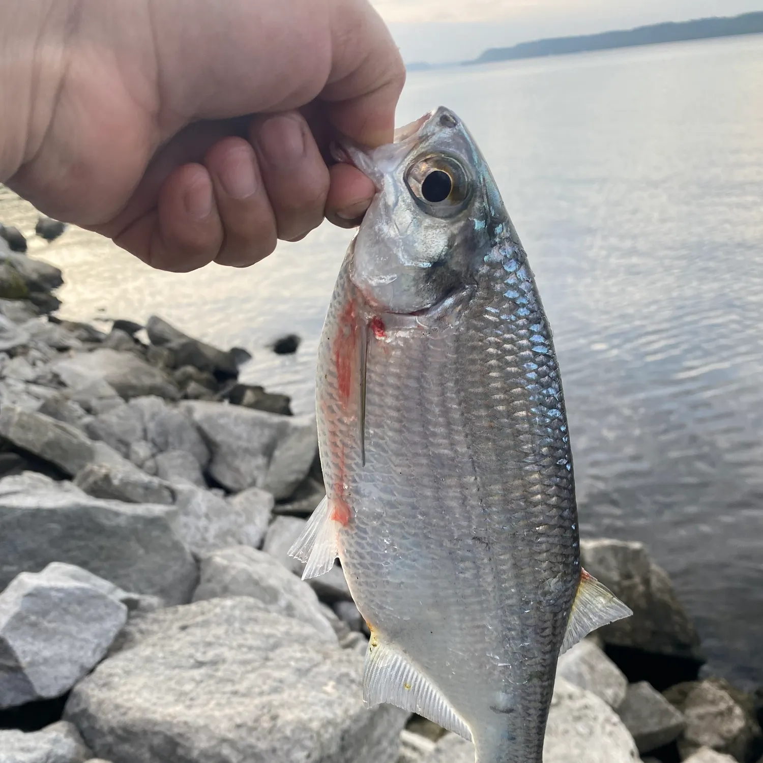 Mooneye caught on Fishbrain
