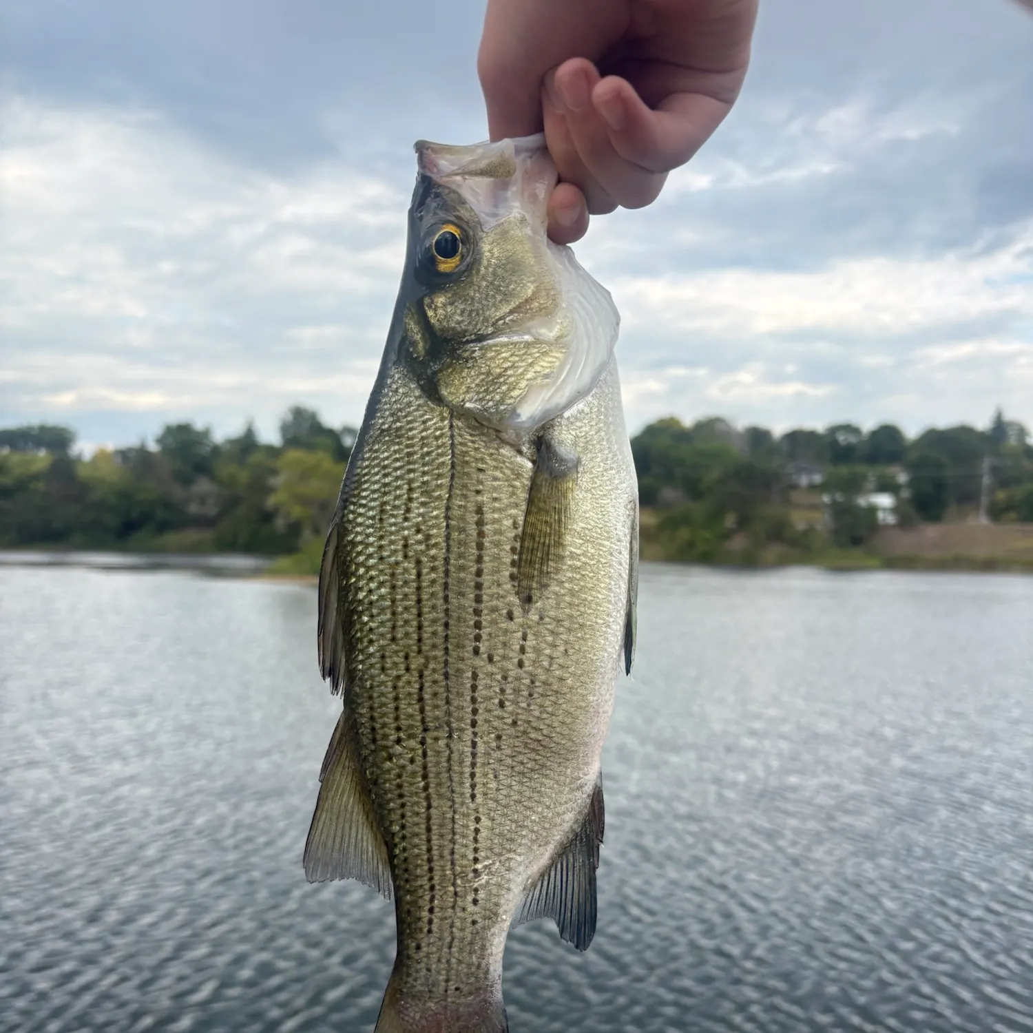 White bass caught on Fishbrain