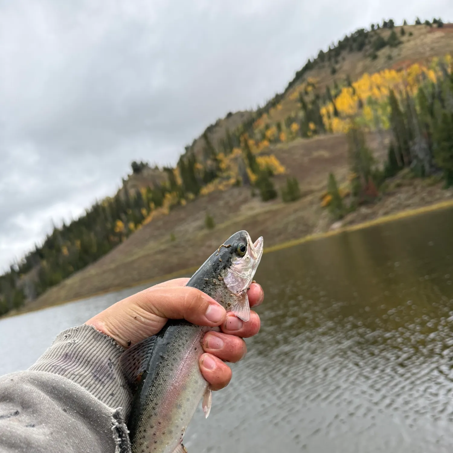 Fish caught on Fishbrain