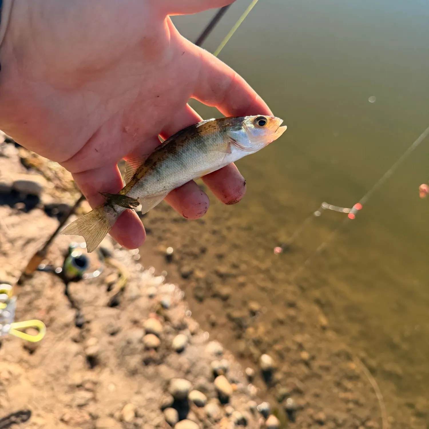 Yellow perch caught on Fishbrain