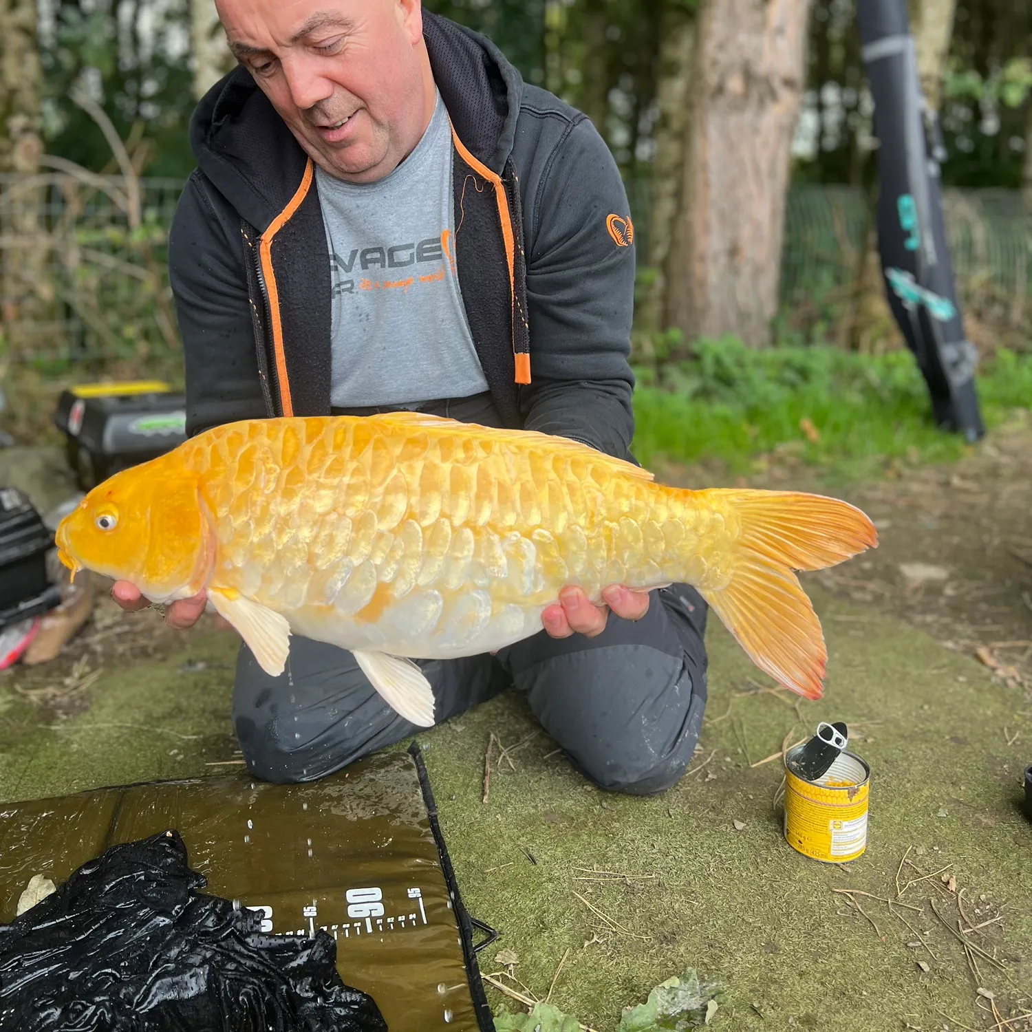 Koi carp caught on Fishbrain