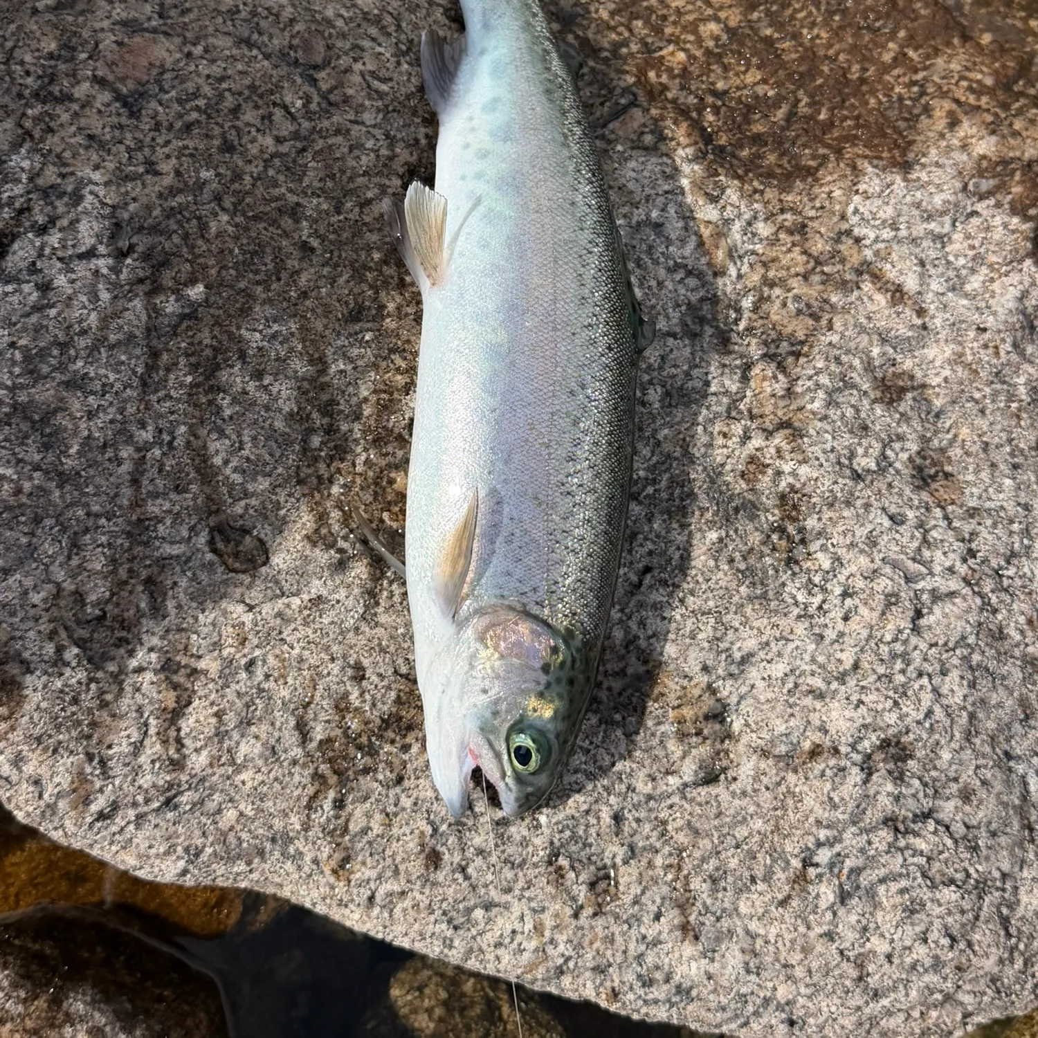 Rainbow trout caught on Fishbrain
