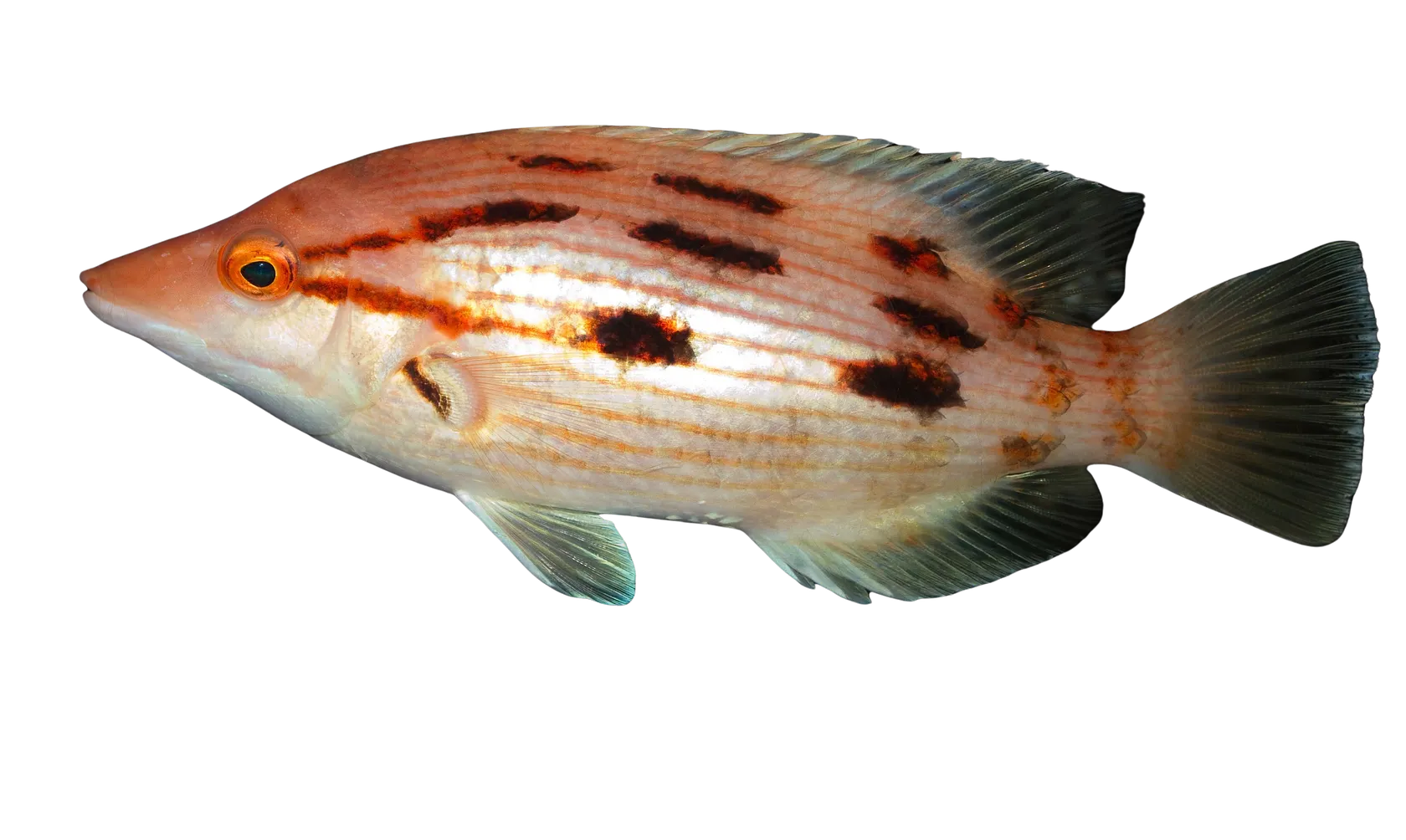 Red pigfish