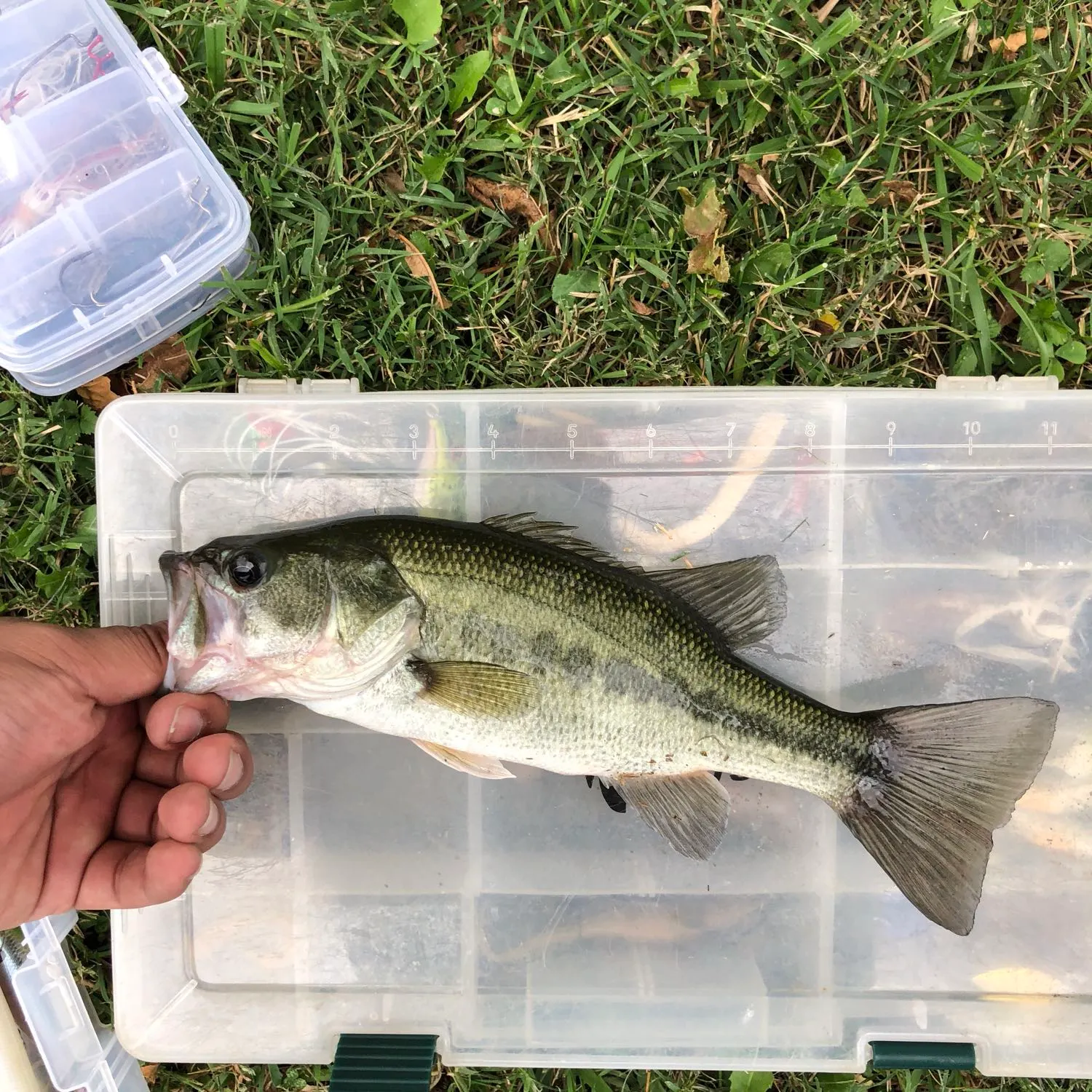 angler catch