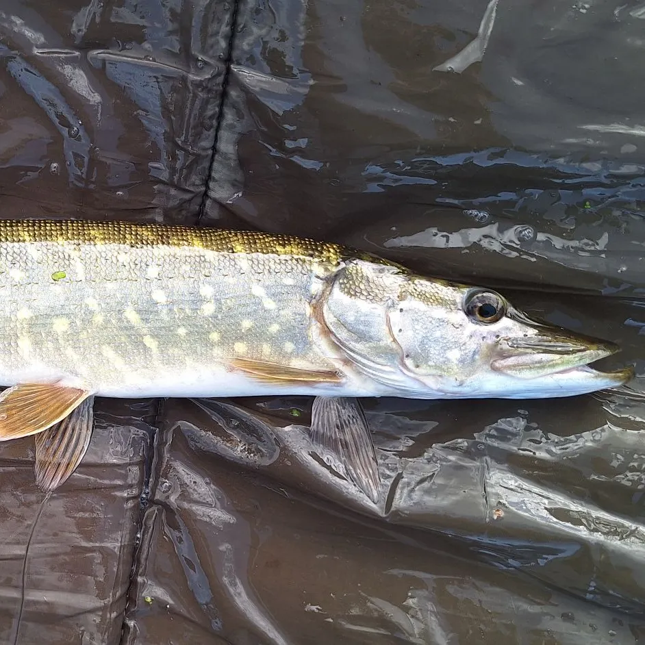 Northern pike caught on Fishbrain