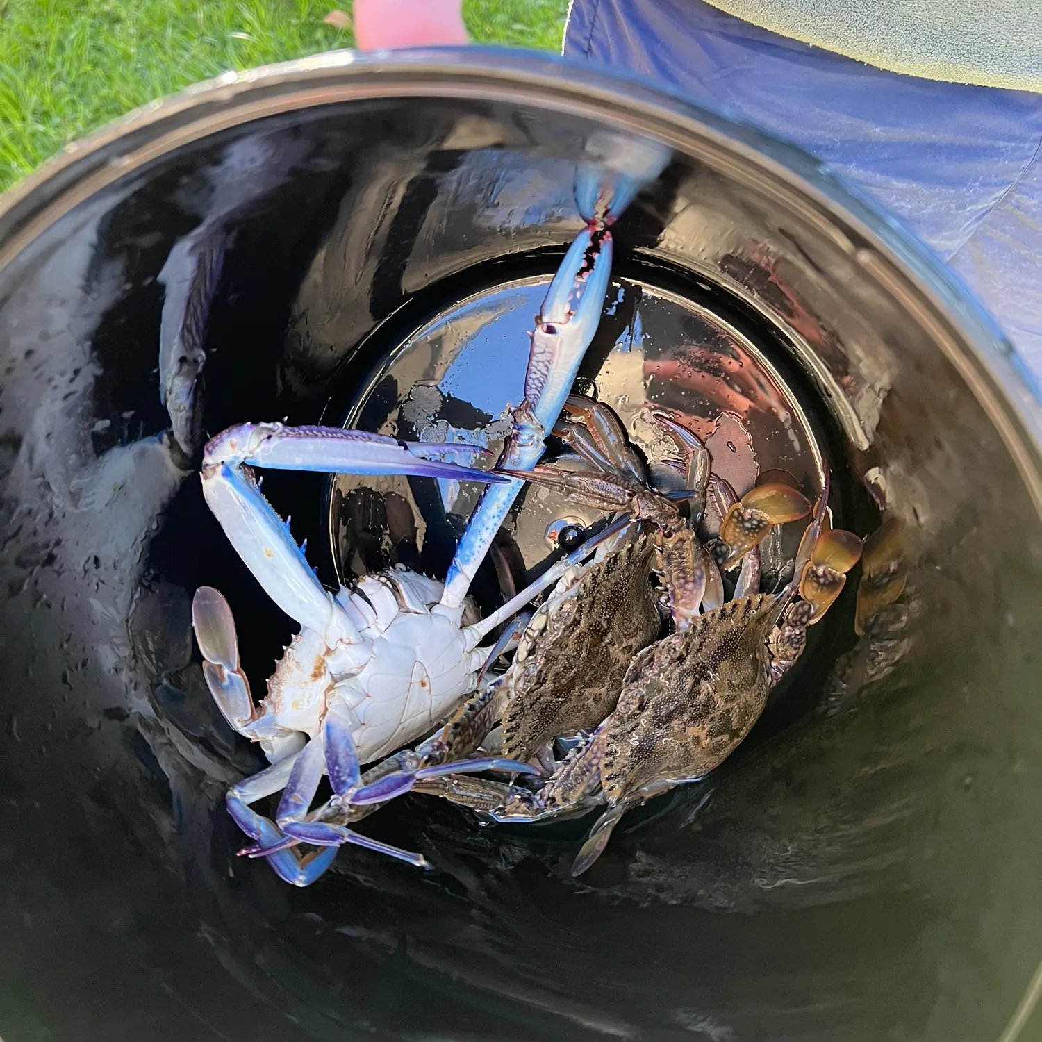The most recent Blue swimmer crab catches on Fishbrain