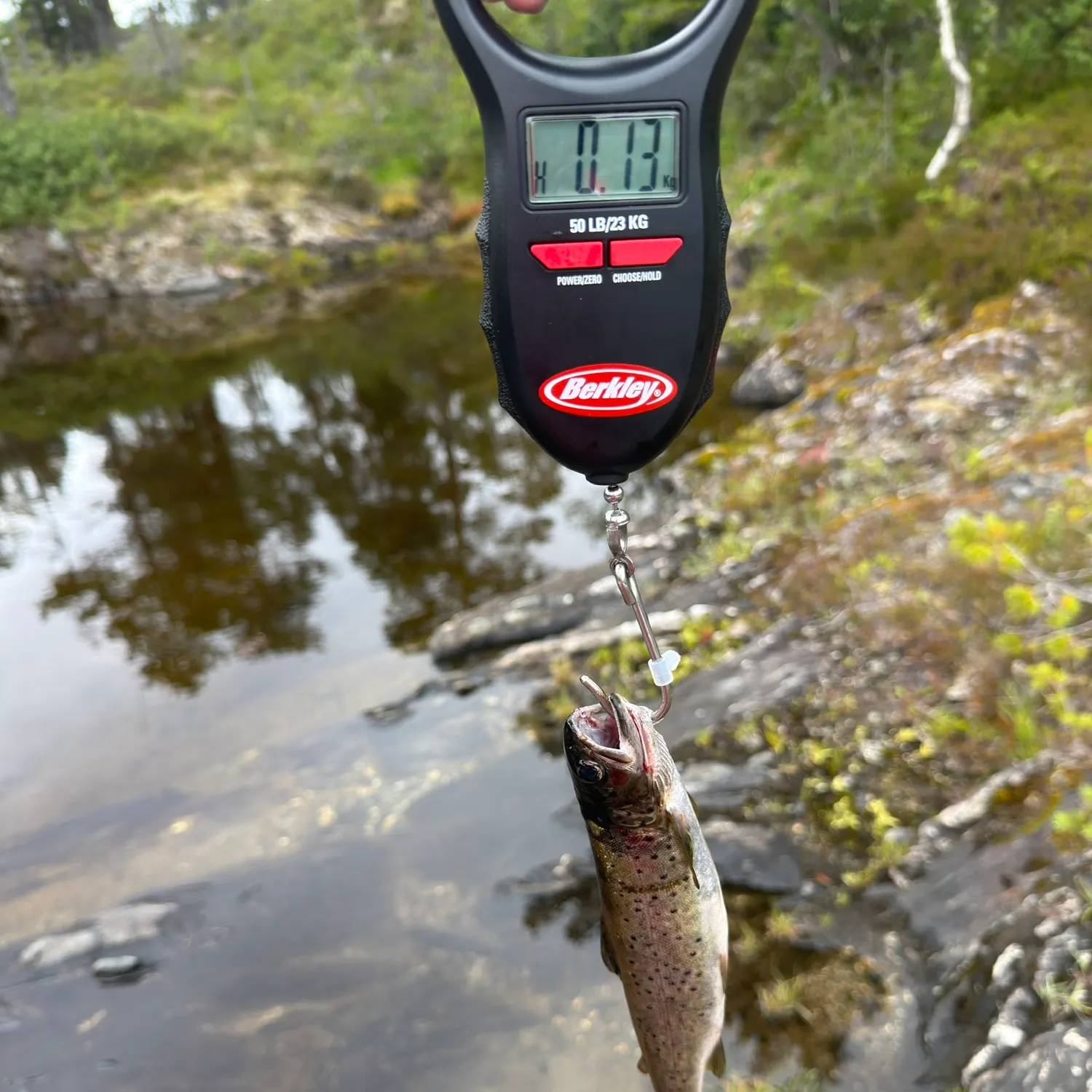 Brown trout caught on Fishbrain