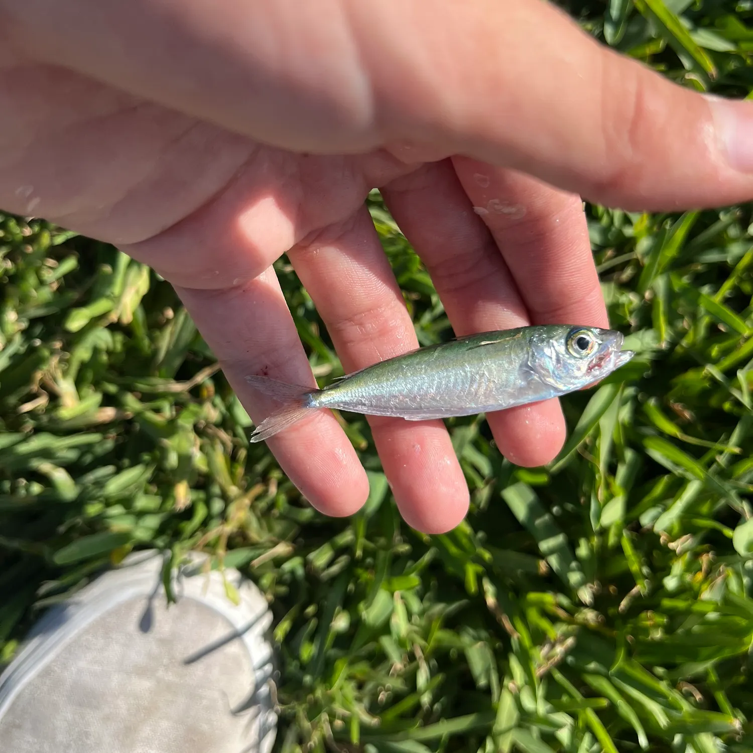 The most recent Bigeye scad catches on Fishbrain