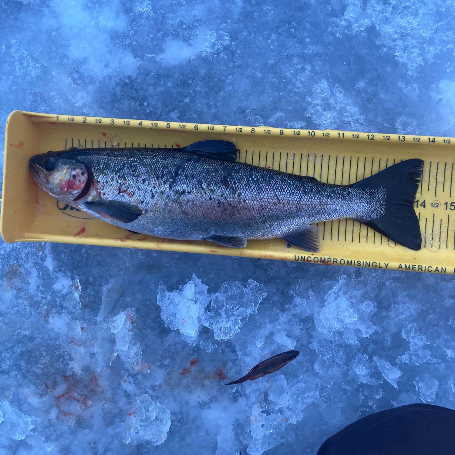 The most recent Landlocked atlantic salmon catches on Fishbrain
