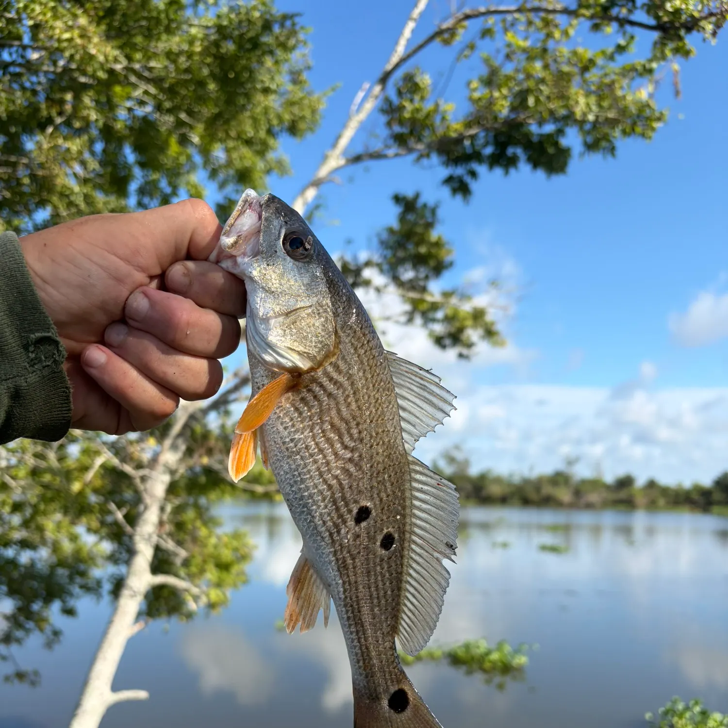 Red drum caught on Fishbrain