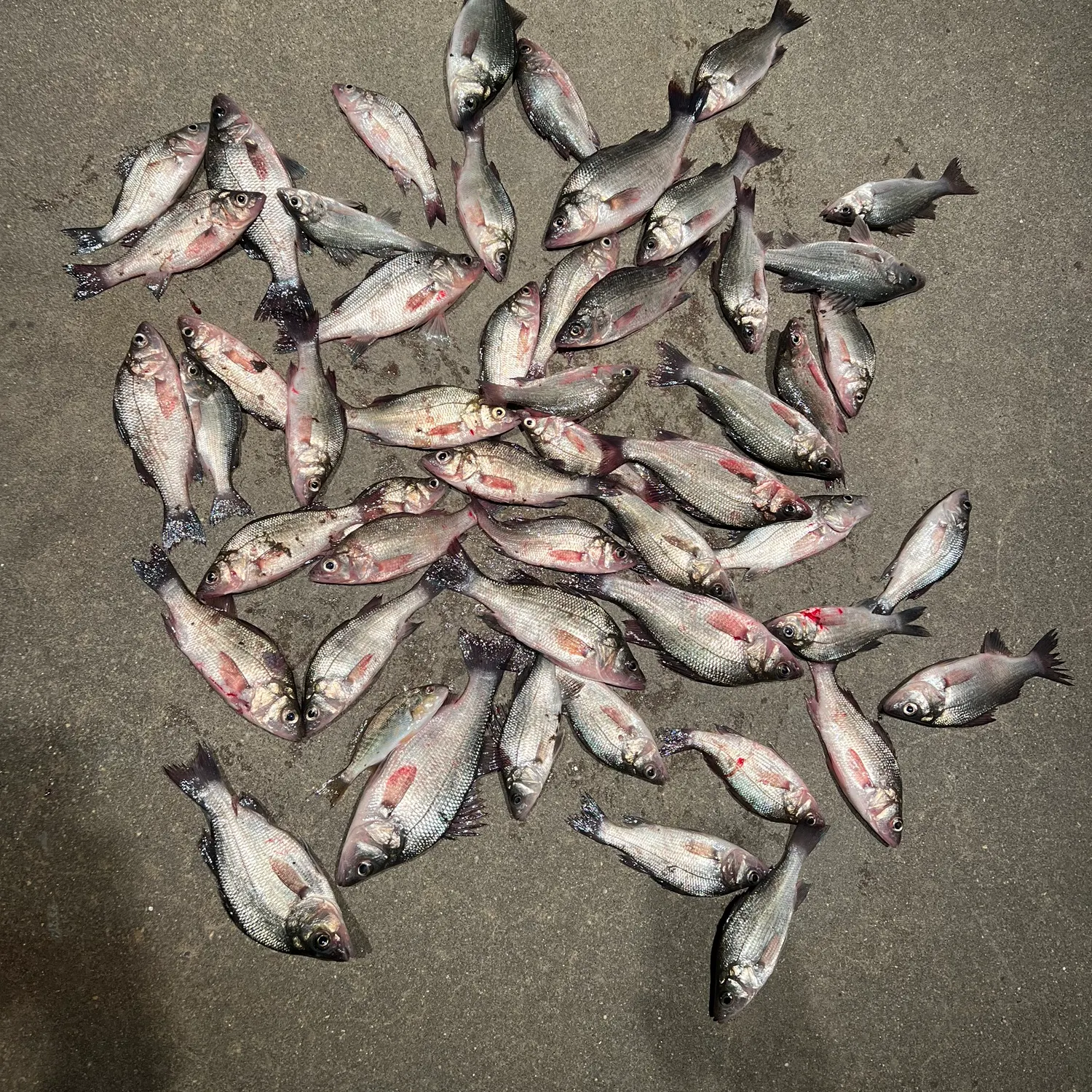 recently logged catches