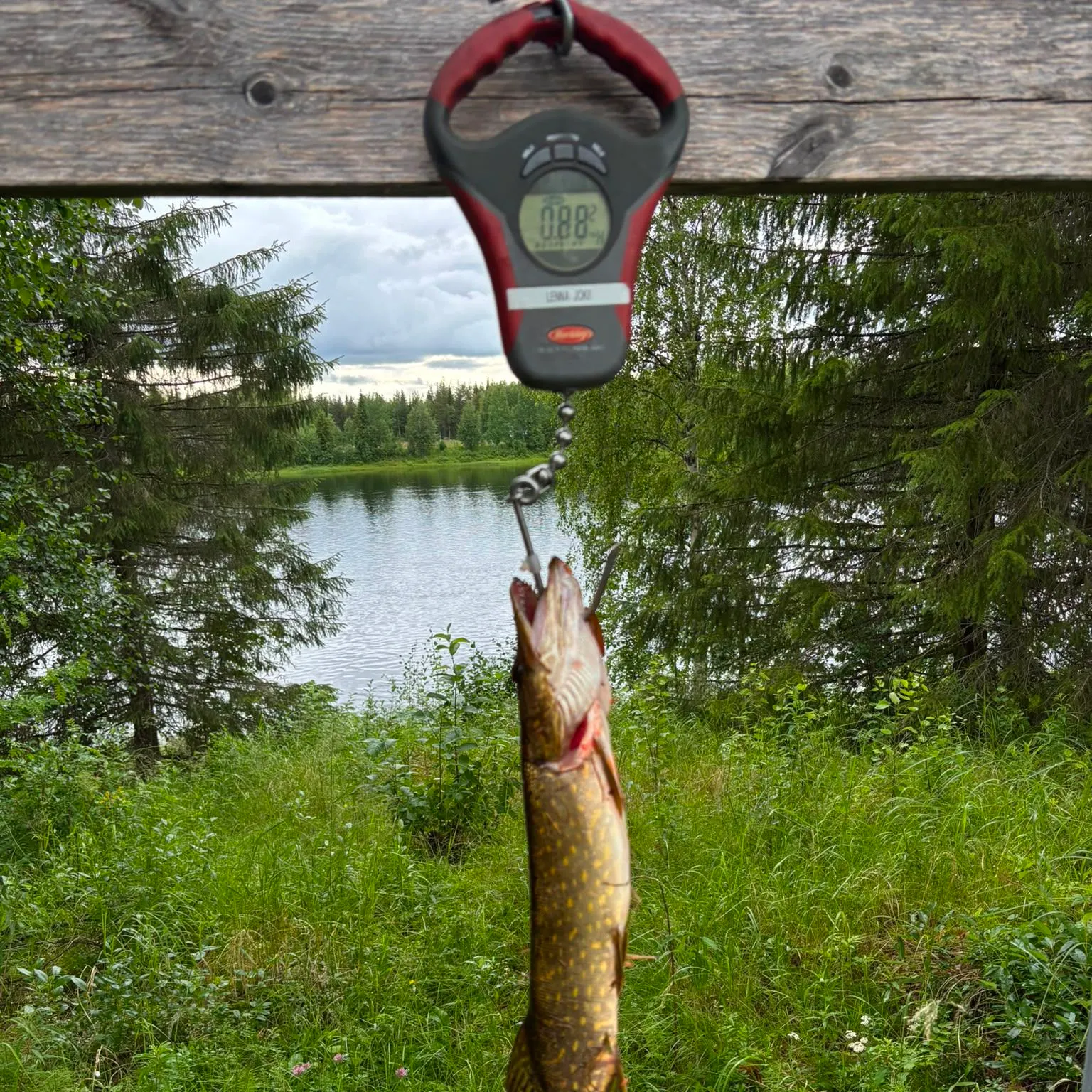 Northern pike caught on Fishbrain