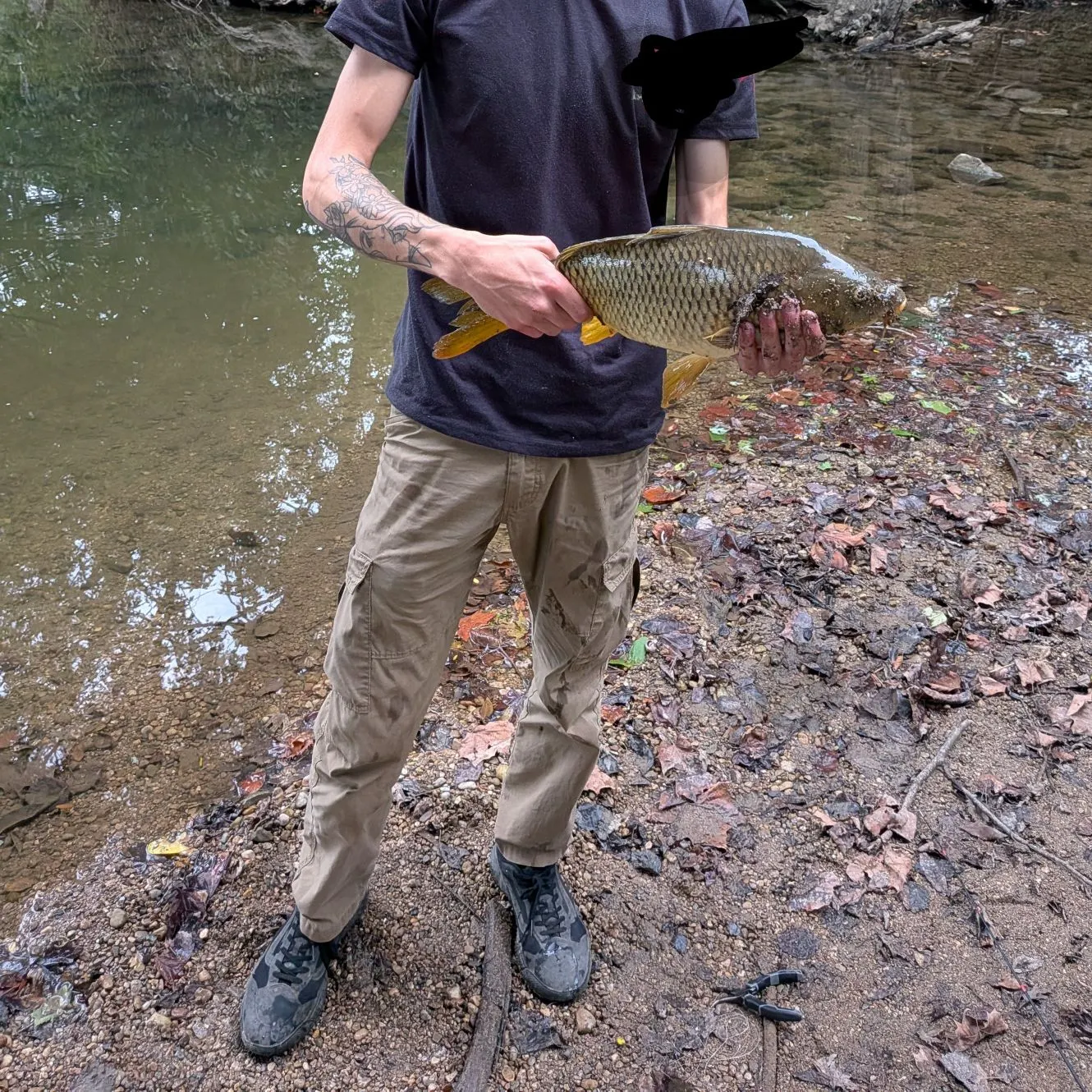 Common carp caught on Fishbrain
