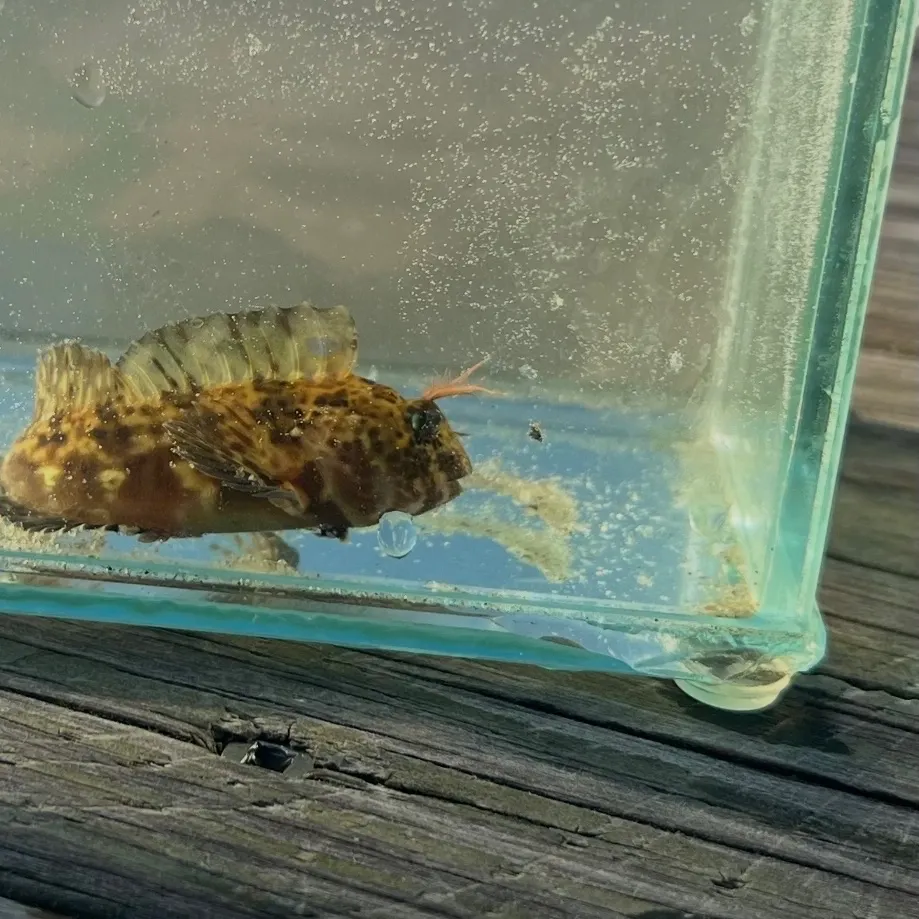 The most recent Feather blenny catches on Fishbrain
