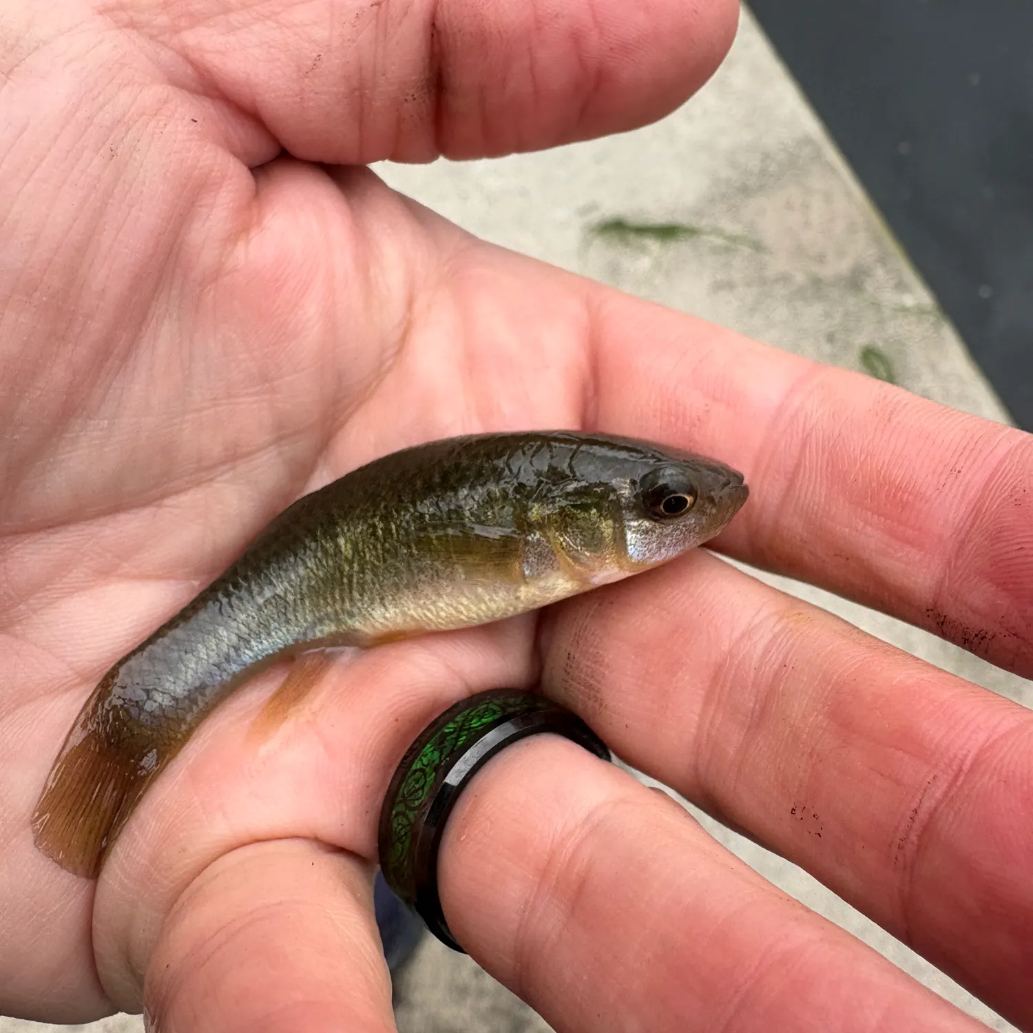 The most recent Mummichog catches on Fishbrain