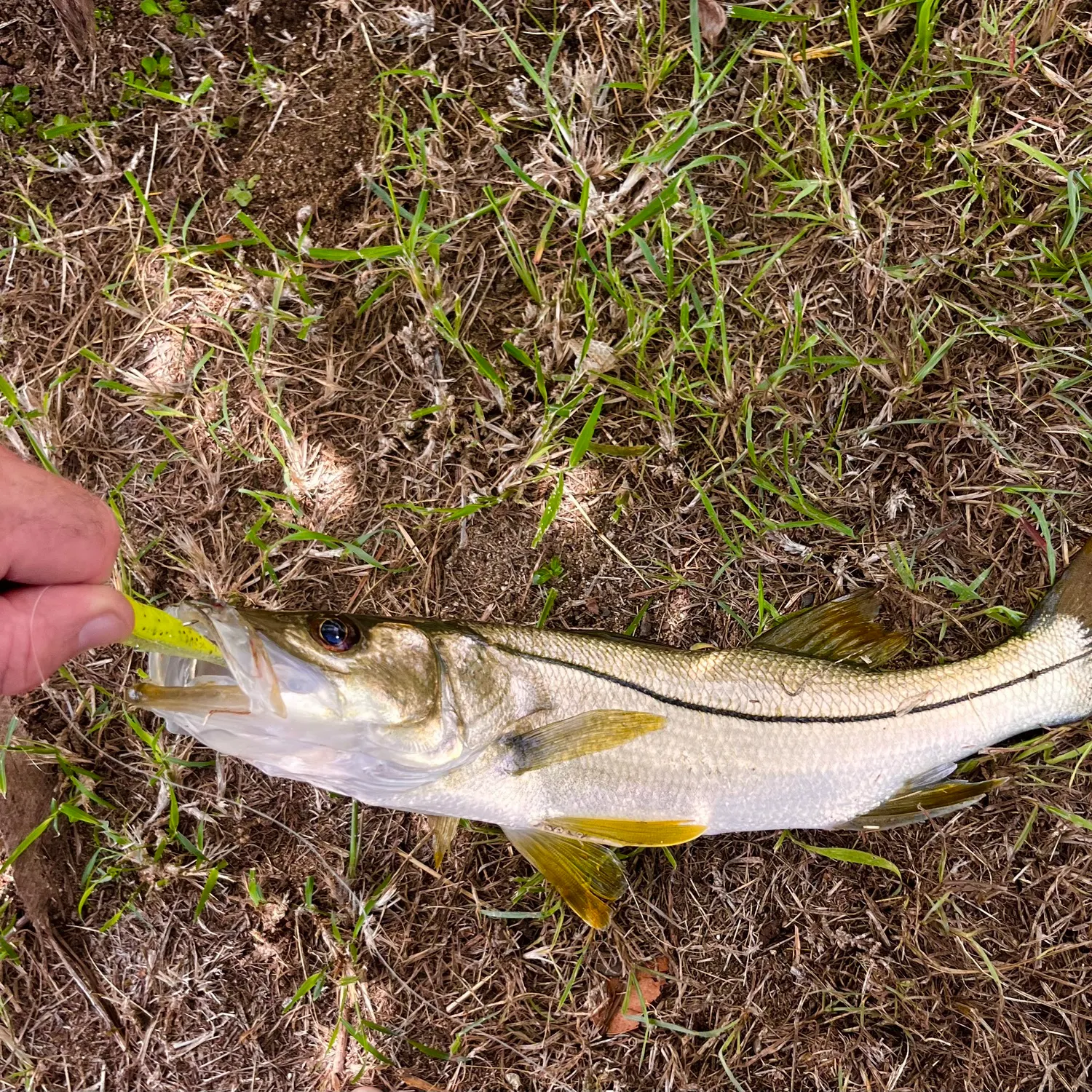 The most recent Common snook catches on Fishbrain