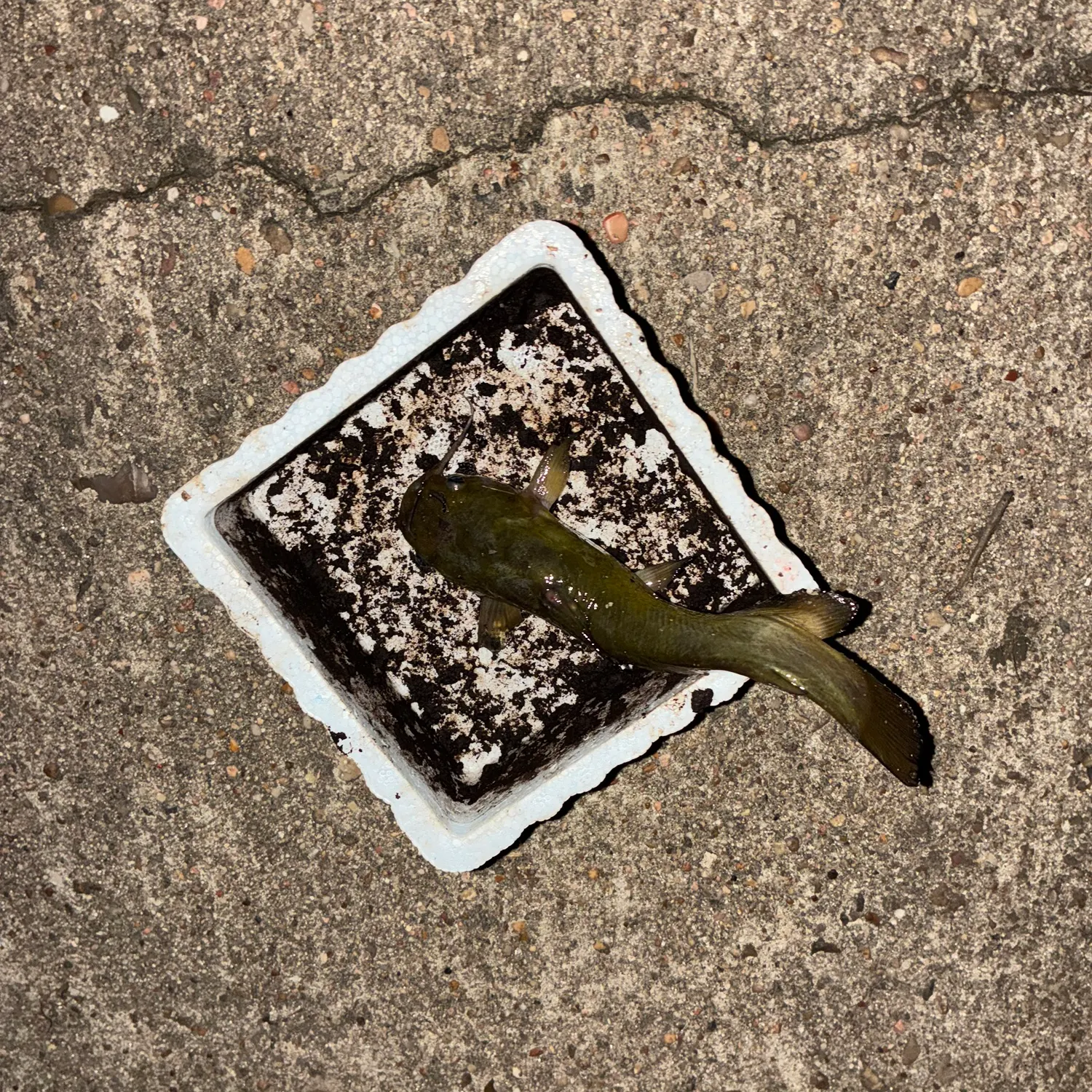 Black bullhead caught on Fishbrain