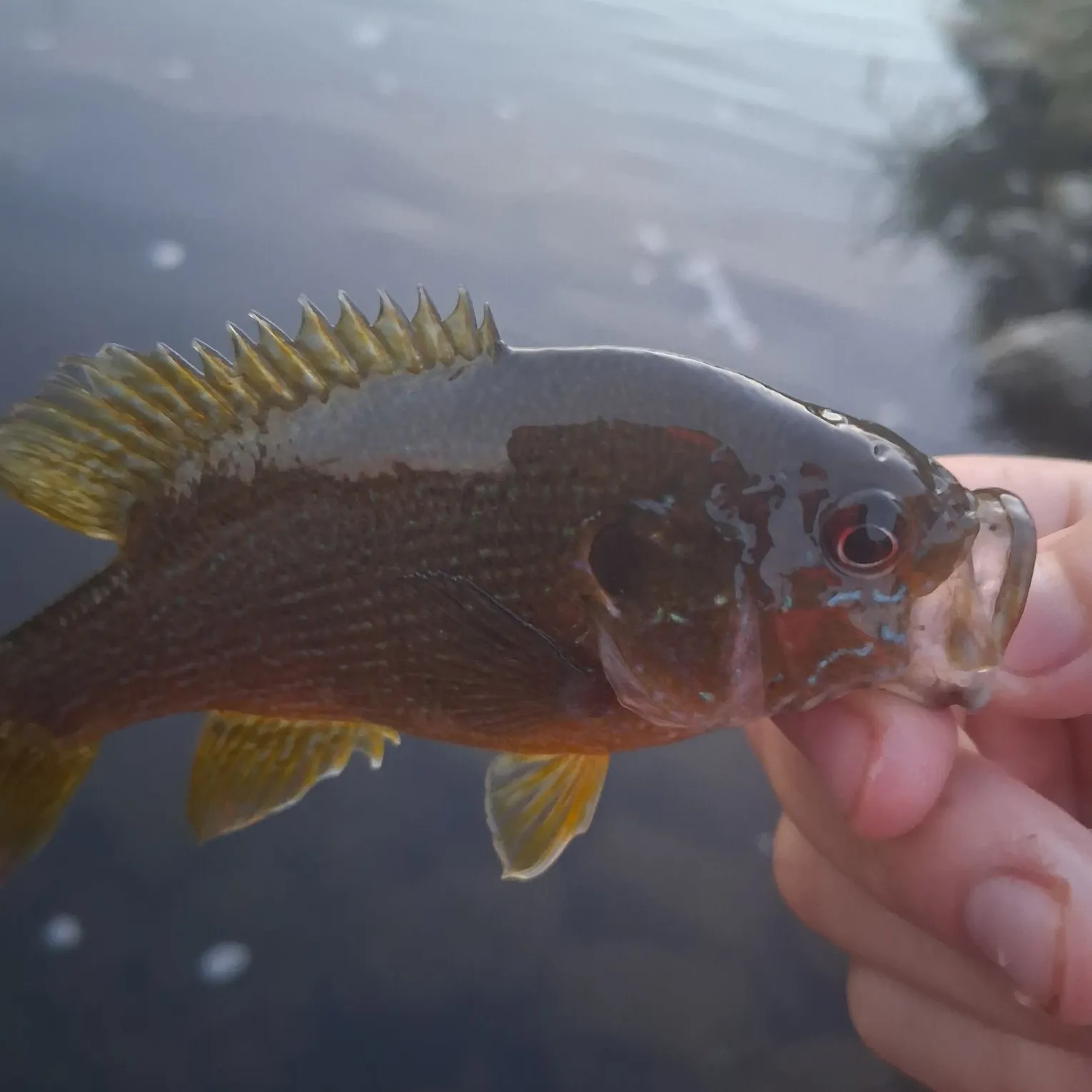Greengill hybrid caught on Fishbrain