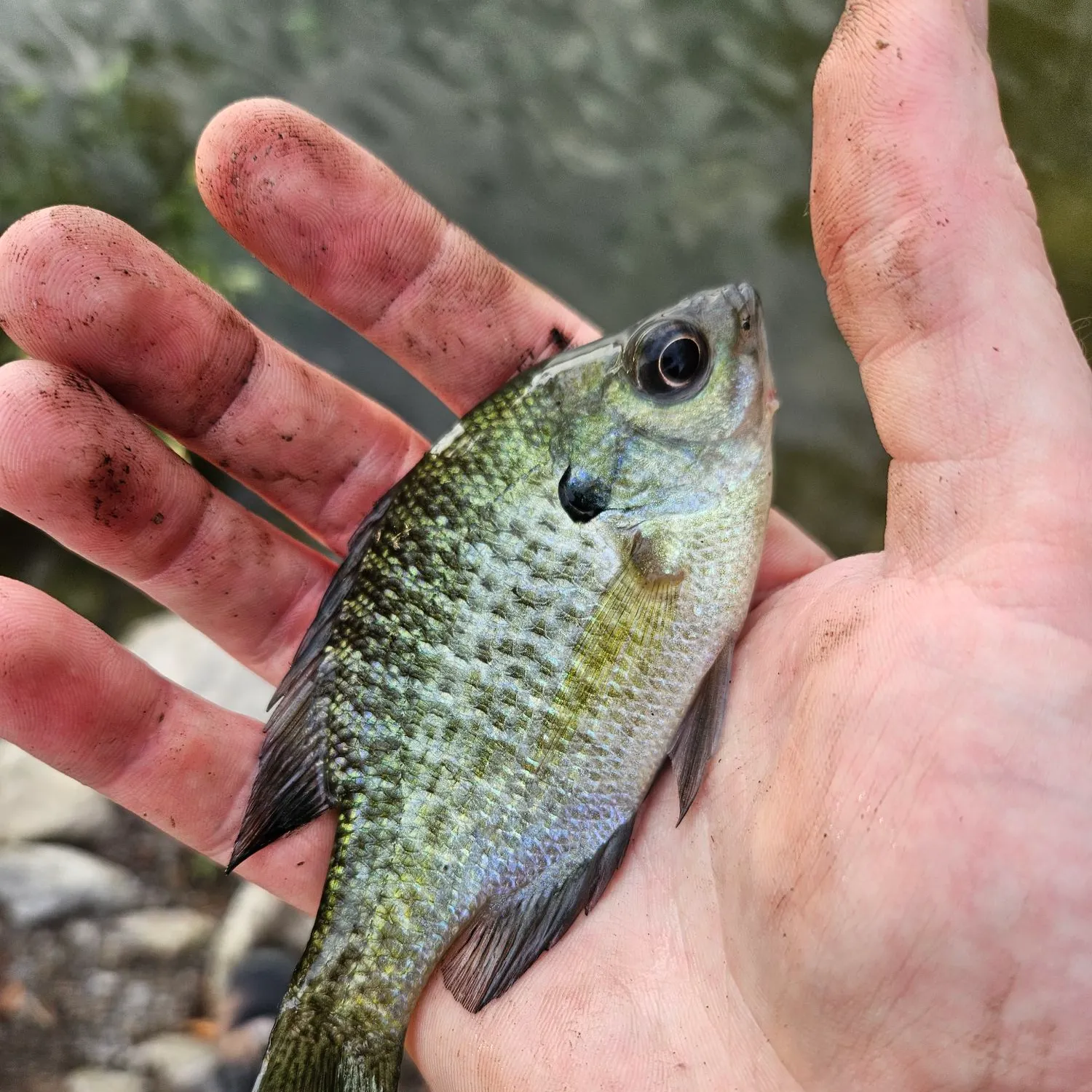 Bluegill caught on Fishbrain