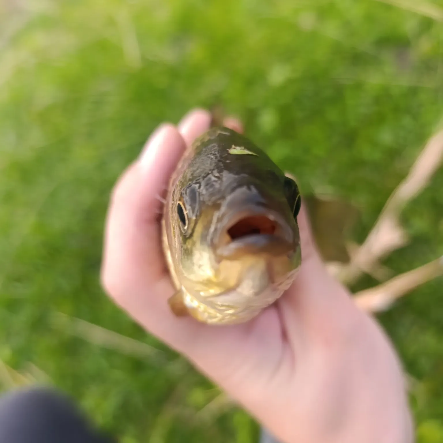 European chub caught on Fishbrain