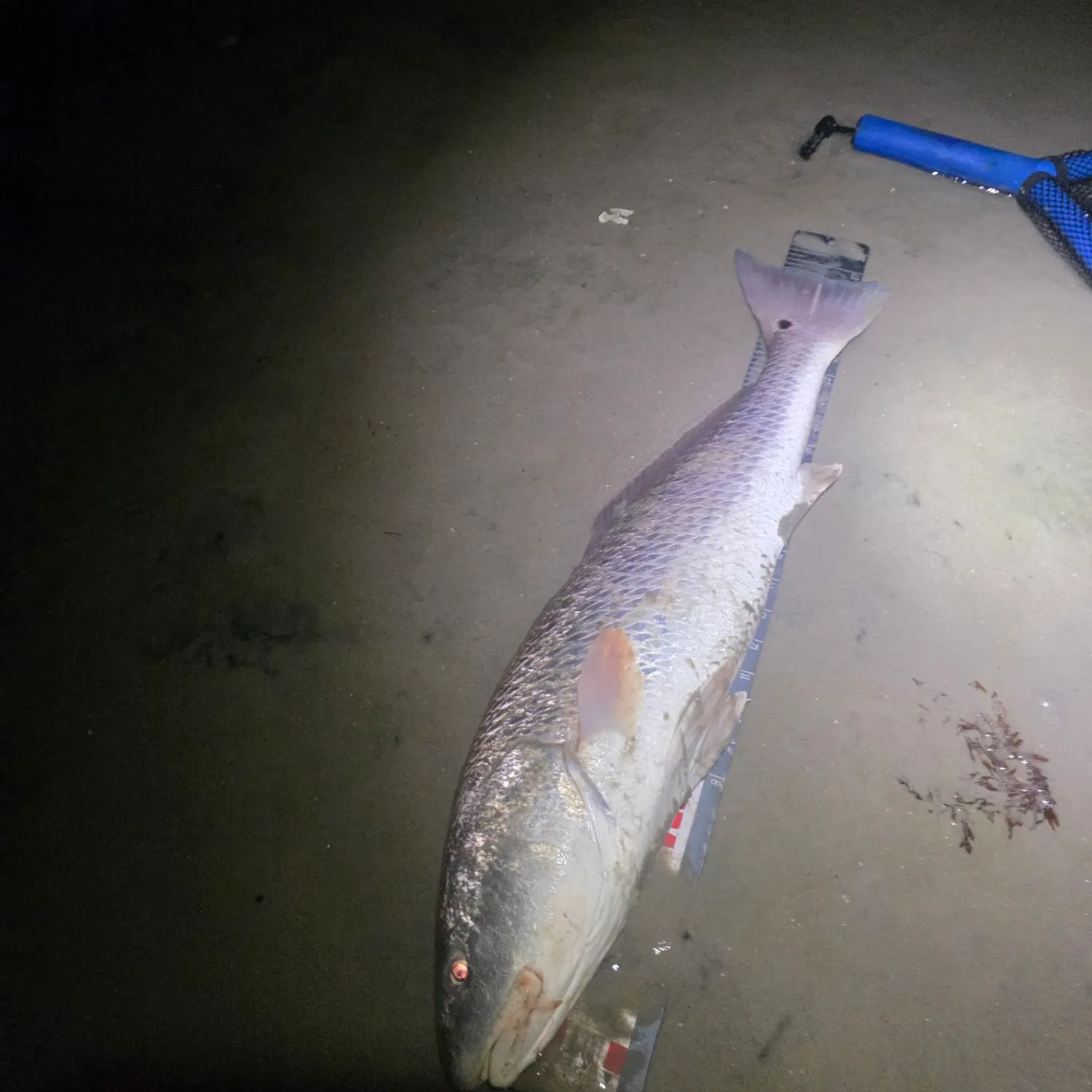 Red drum caught on Fishbrain