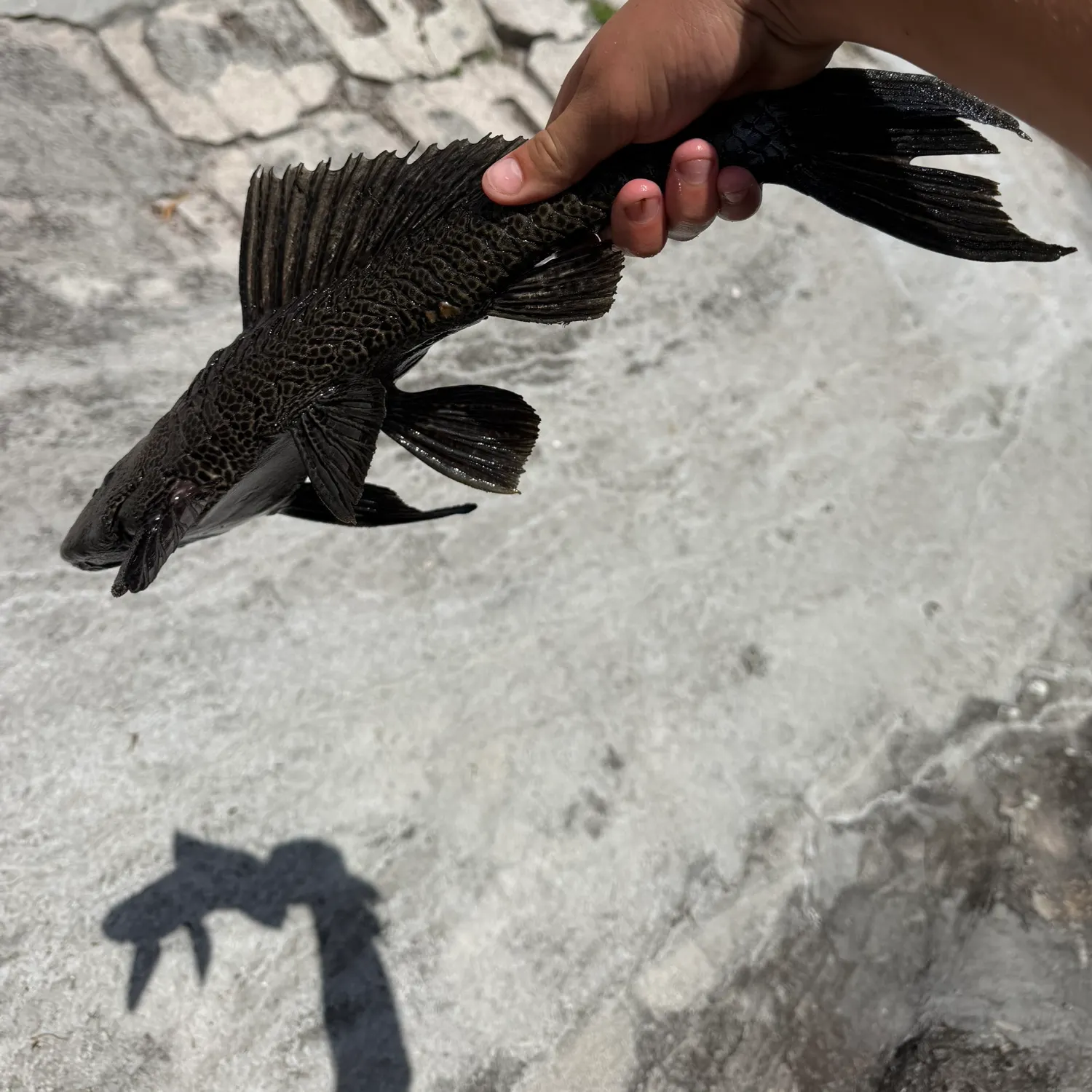 The most recent Suckermouth catfish catches on Fishbrain