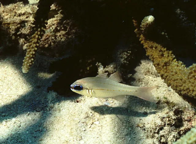 Seale's cardinalfish