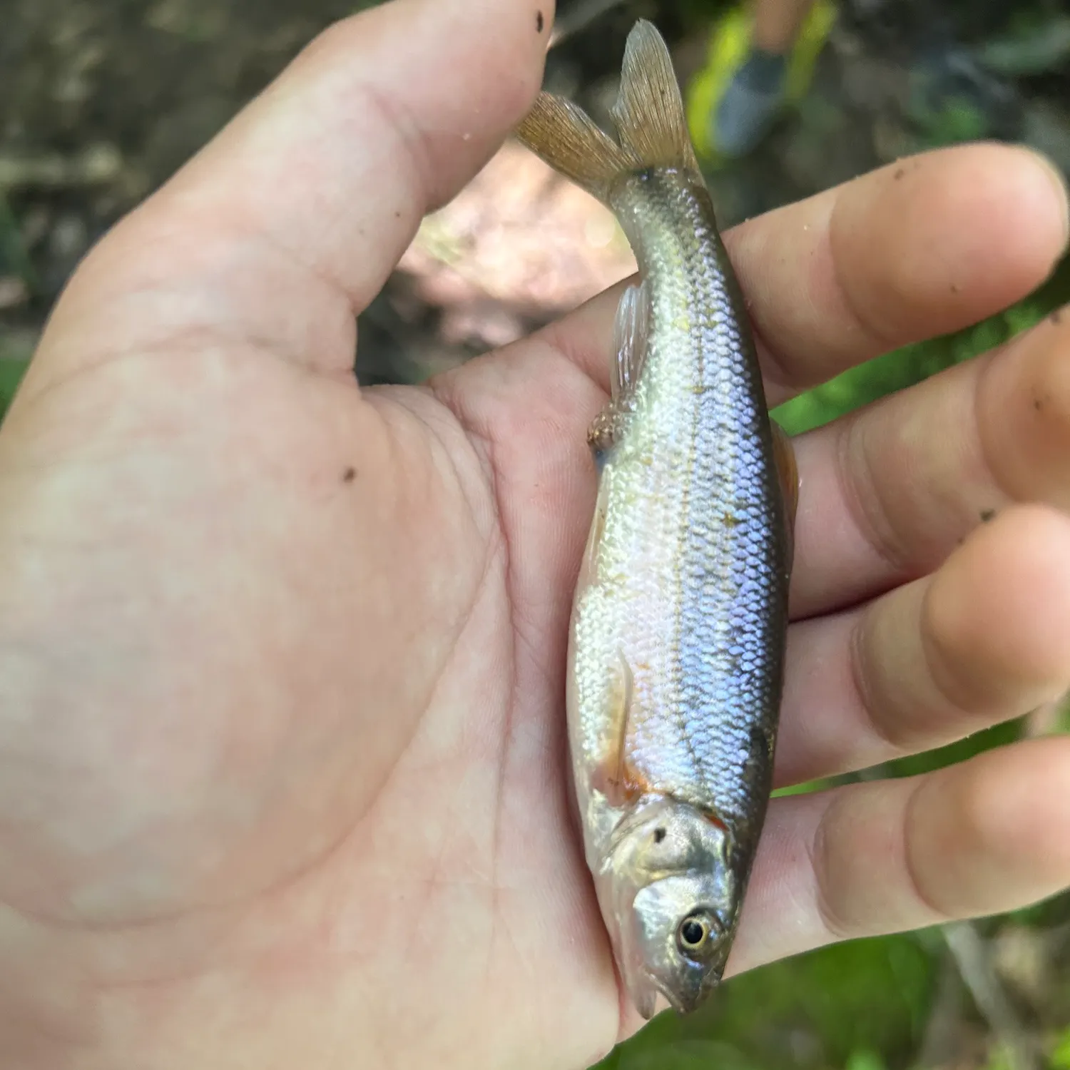 The most recent Redside shiner catches on Fishbrain