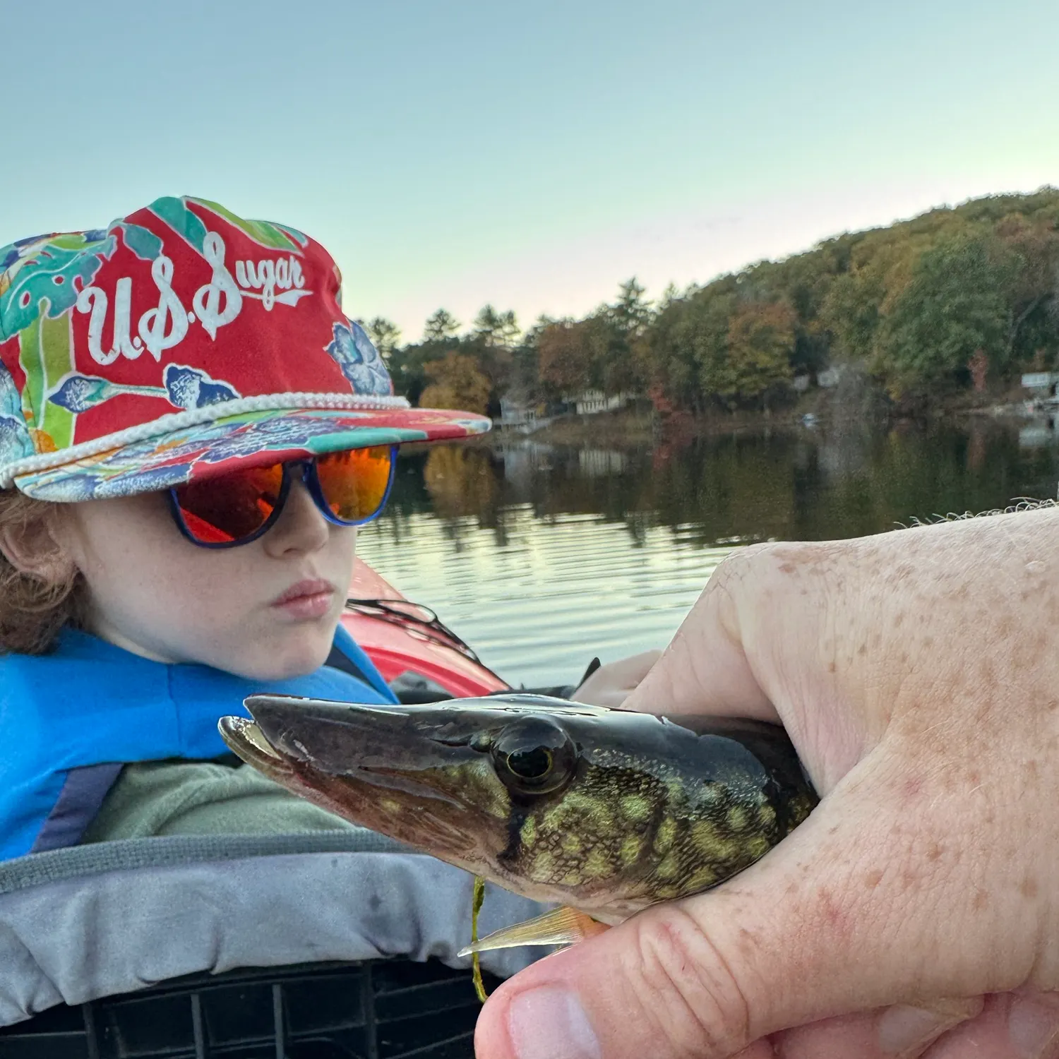 Chain pickerel caught on Fishbrain