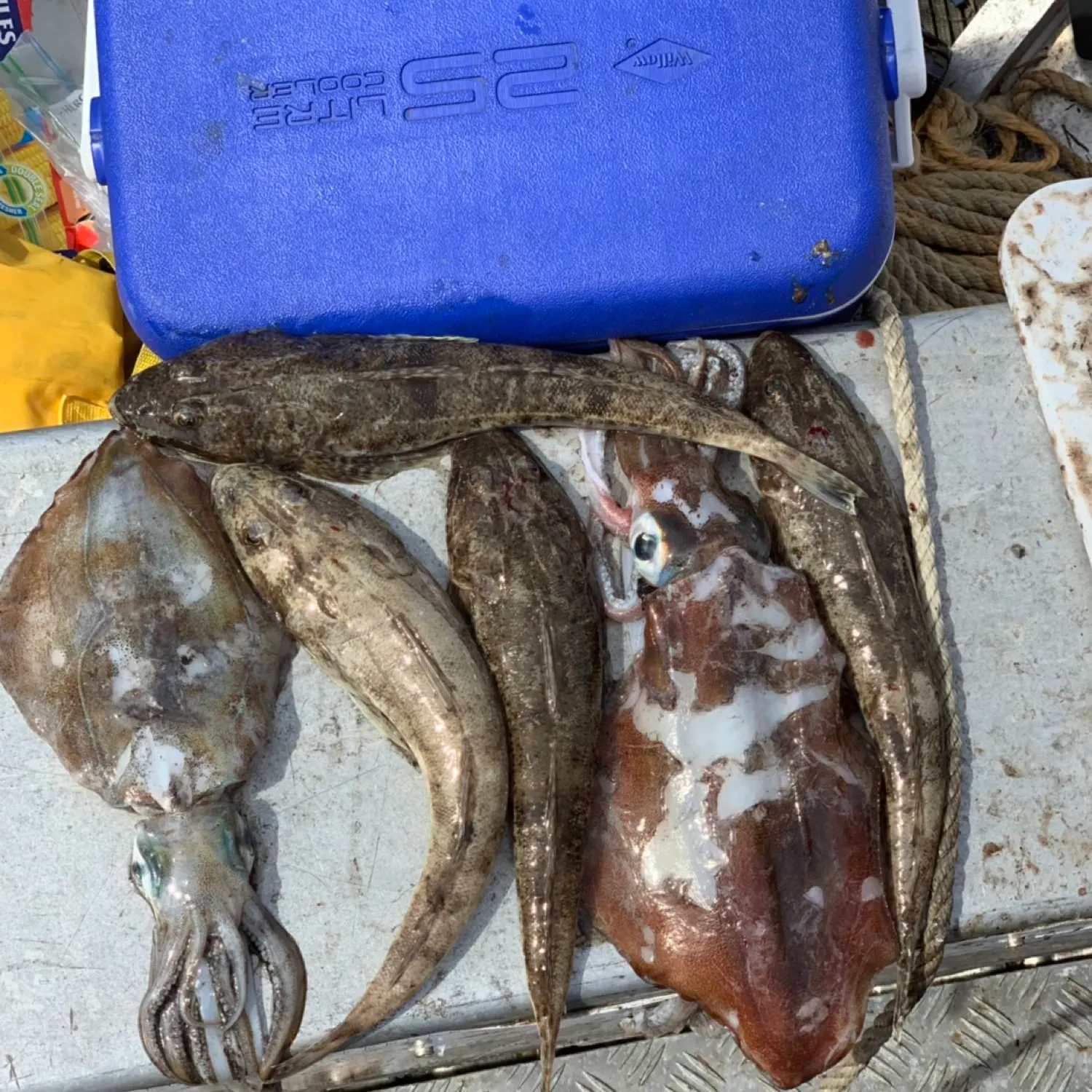 recently logged catches