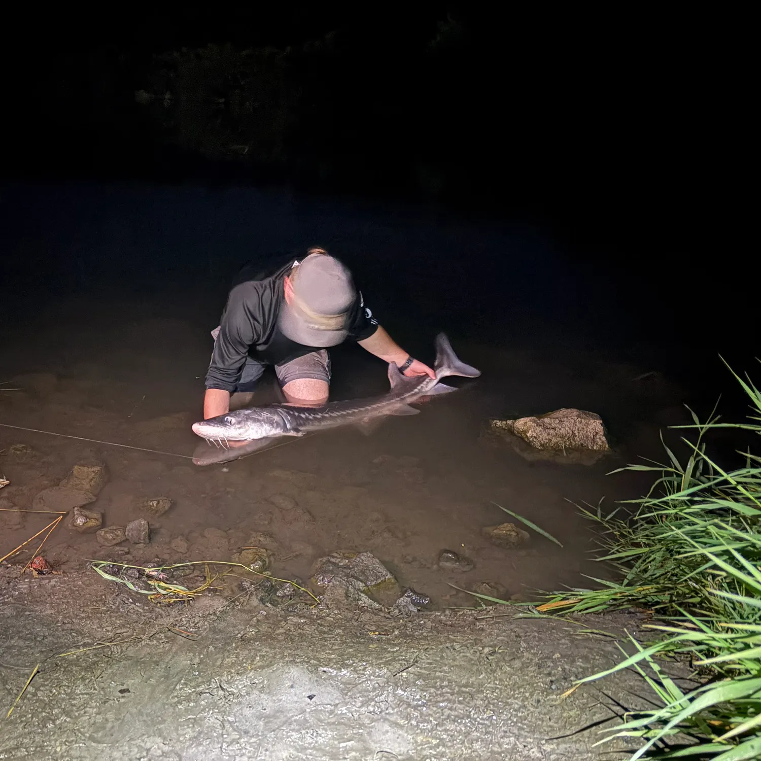 White sturgeon caught on Fishbrain