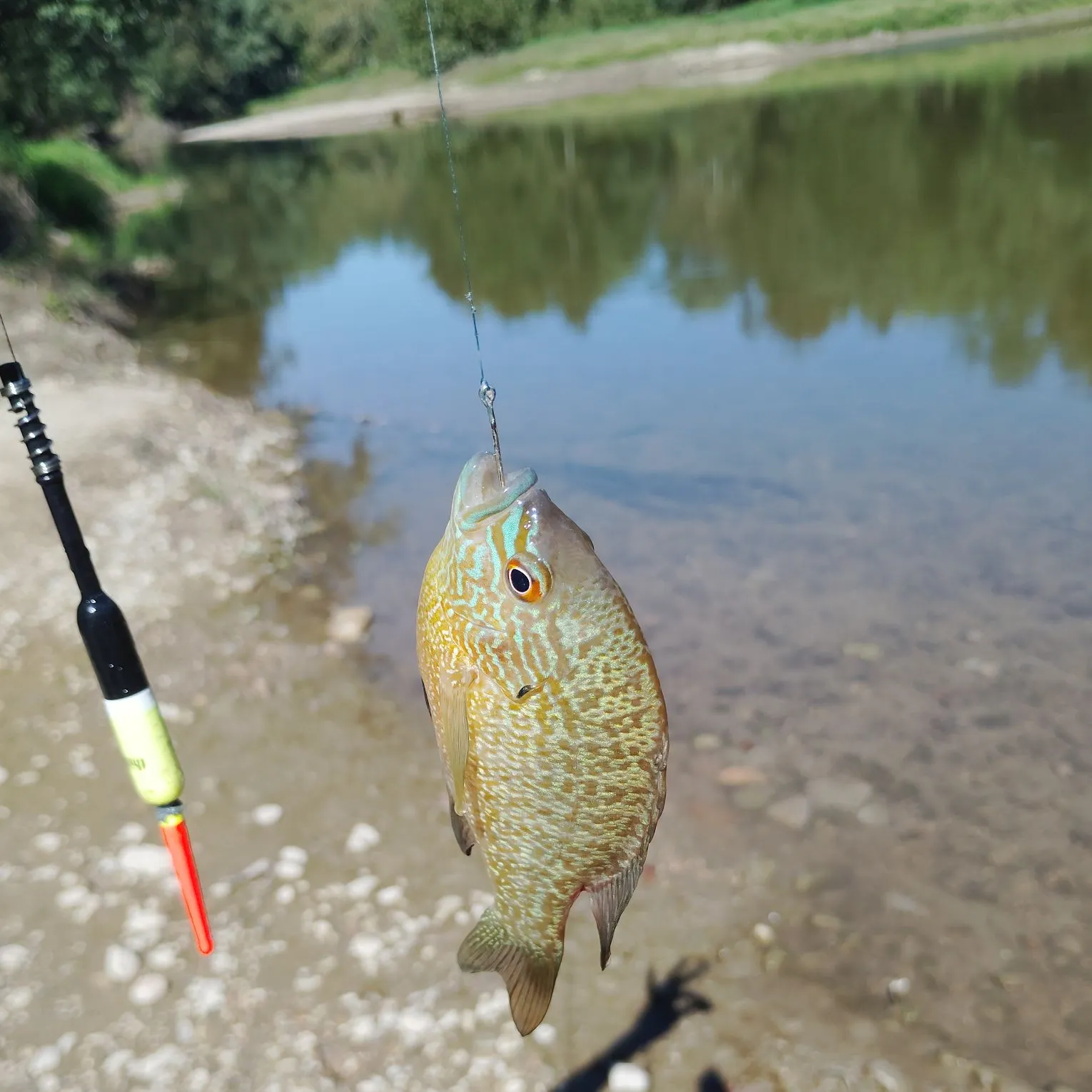 Longear sunfish caught on Fishbrain
