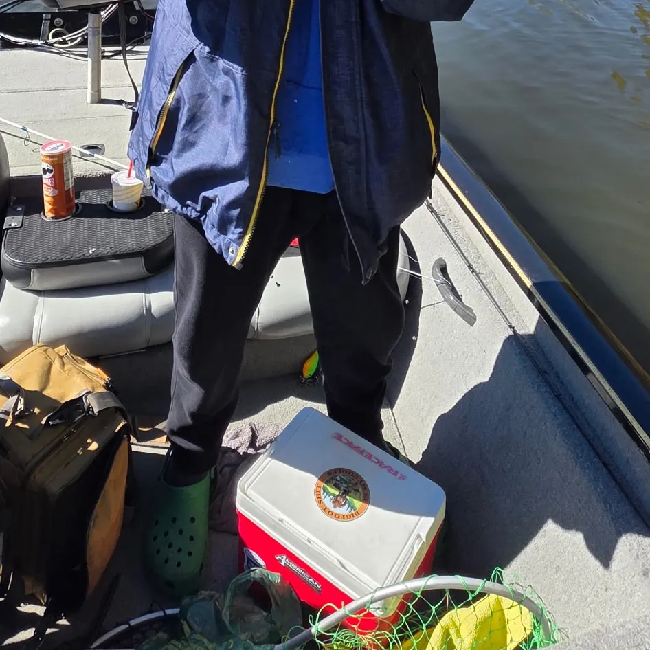 Yellow perch caught on Fishbrain