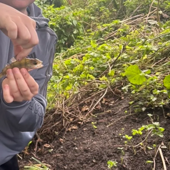 European perch caught on Fishbrain