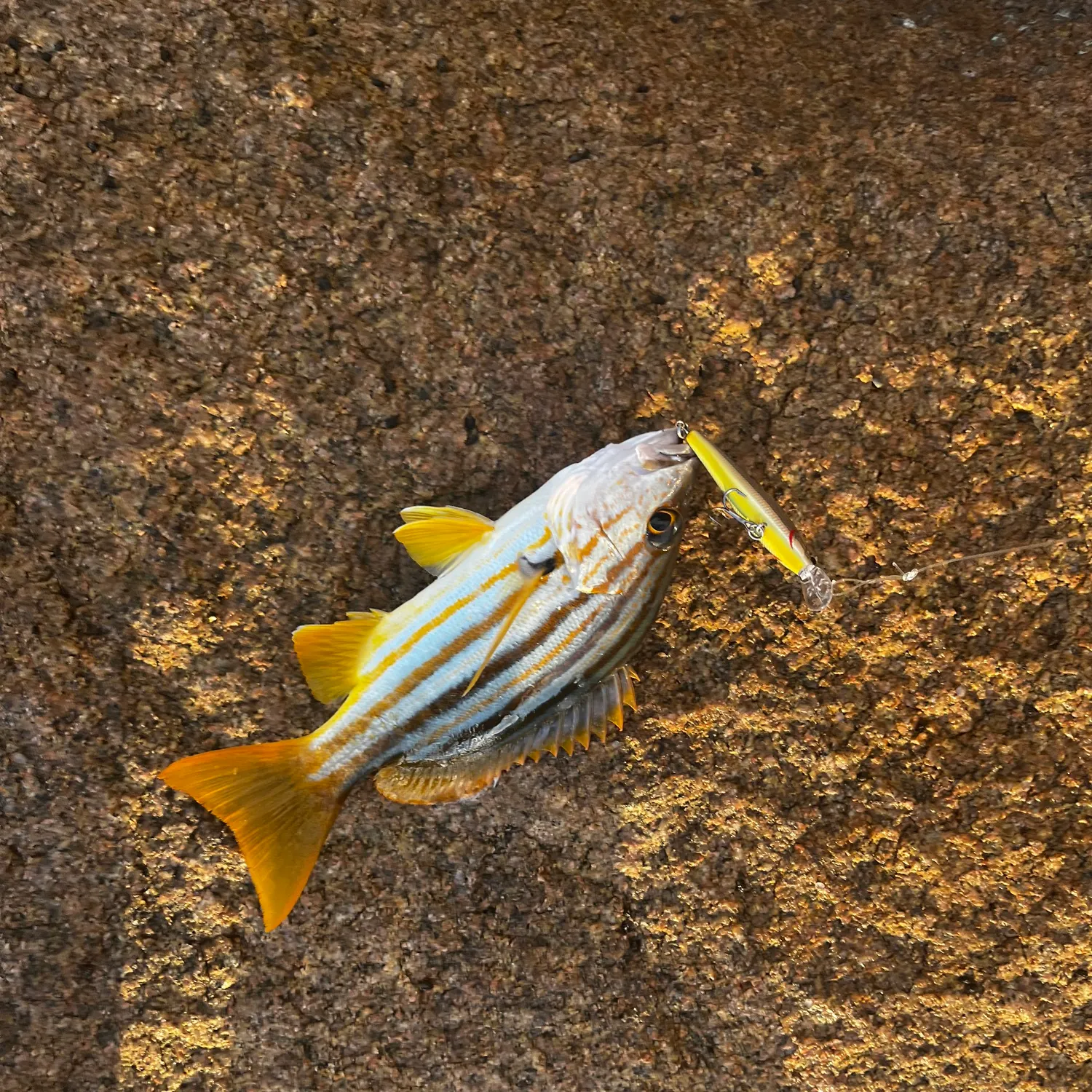 The most recent Spanish flag snapper catches on Fishbrain