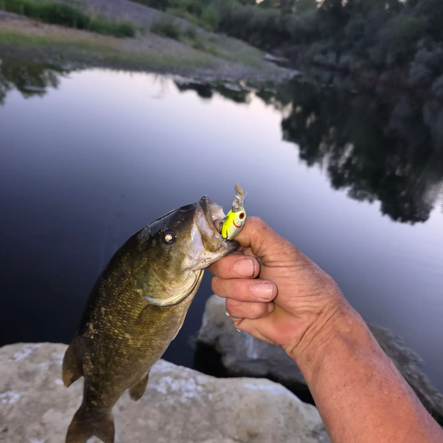 Smallmouth bass caught on Fishbrain