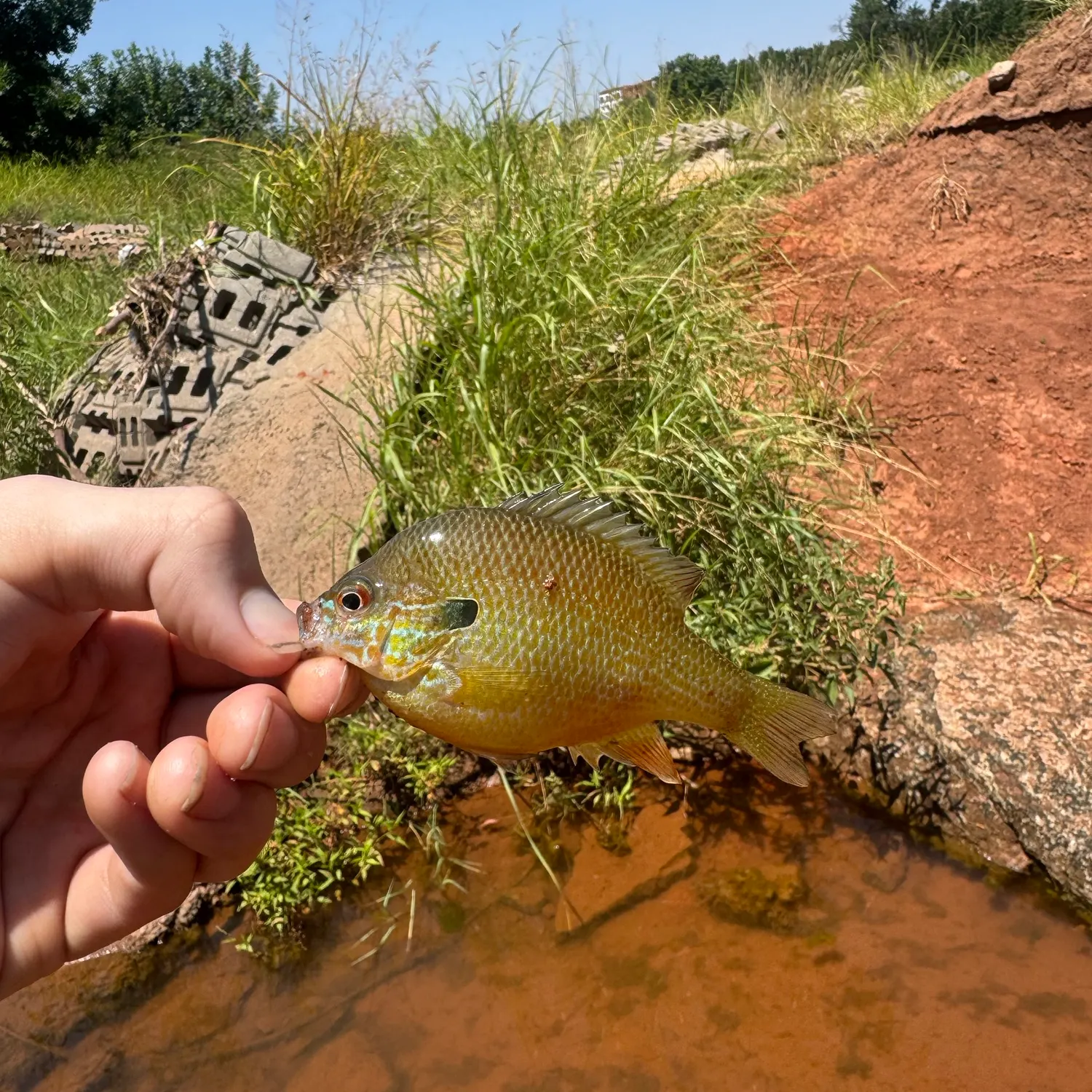 The most recent Plains longear sunfish catches on Fishbrain