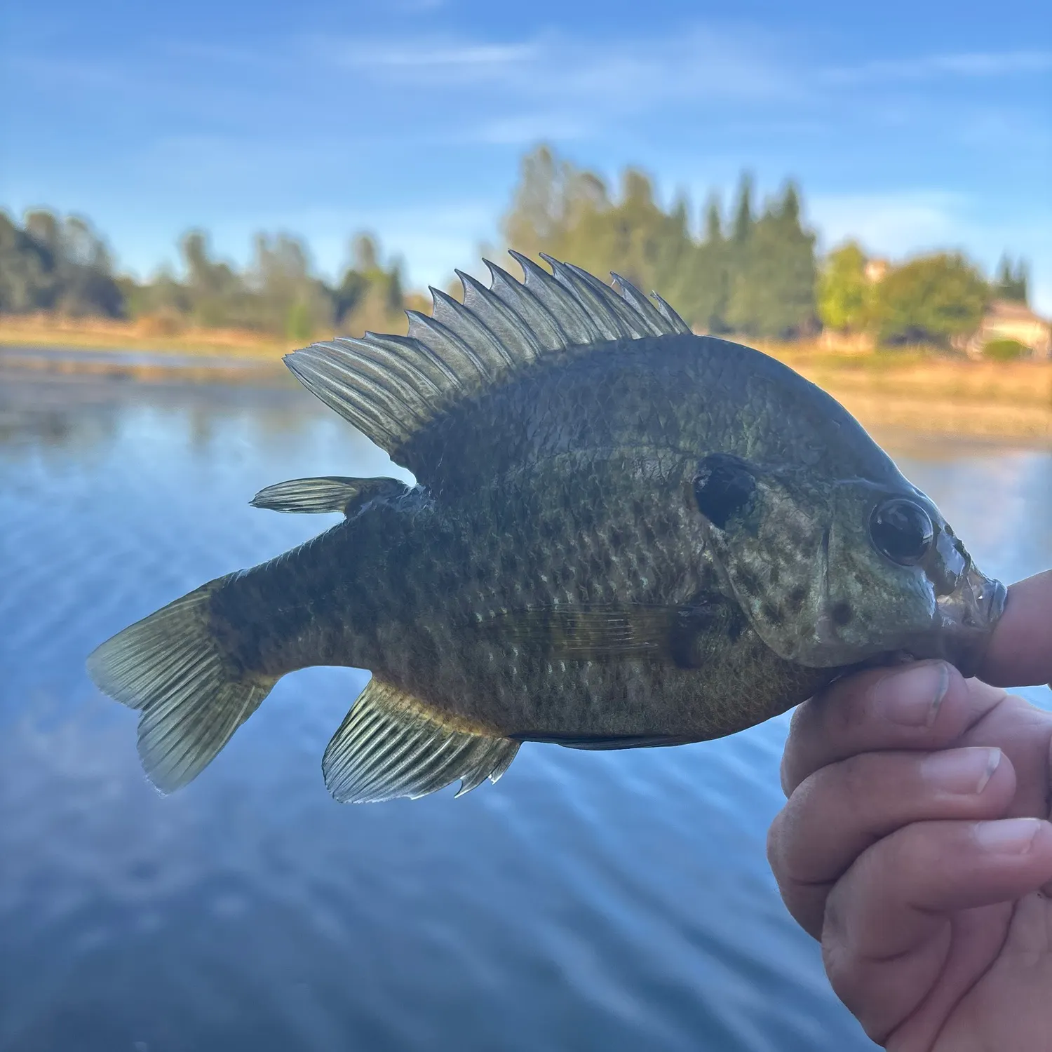 Redear sunfish caught on Fishbrain