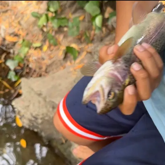 Steelhead caught on Fishbrain