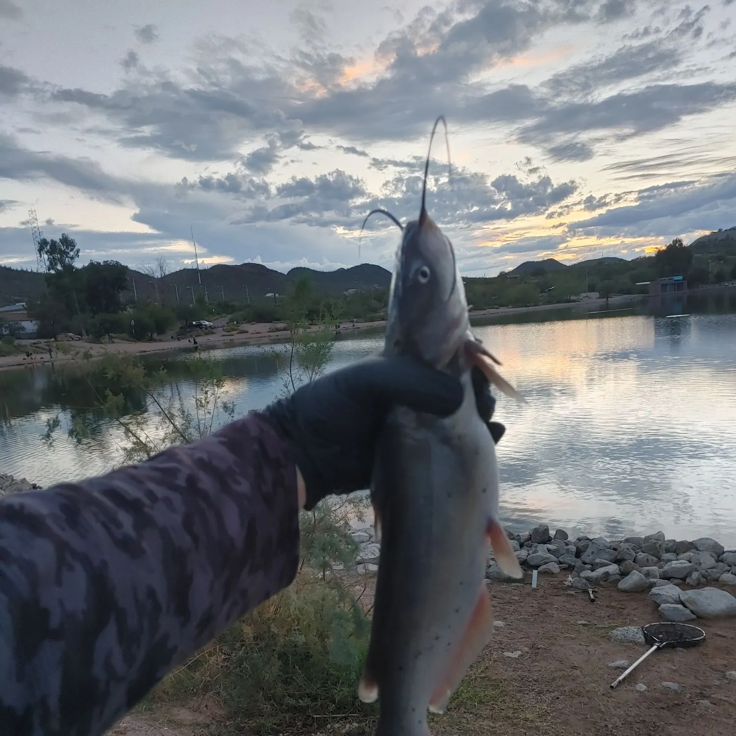 Channel catfish caught on Fishbrain