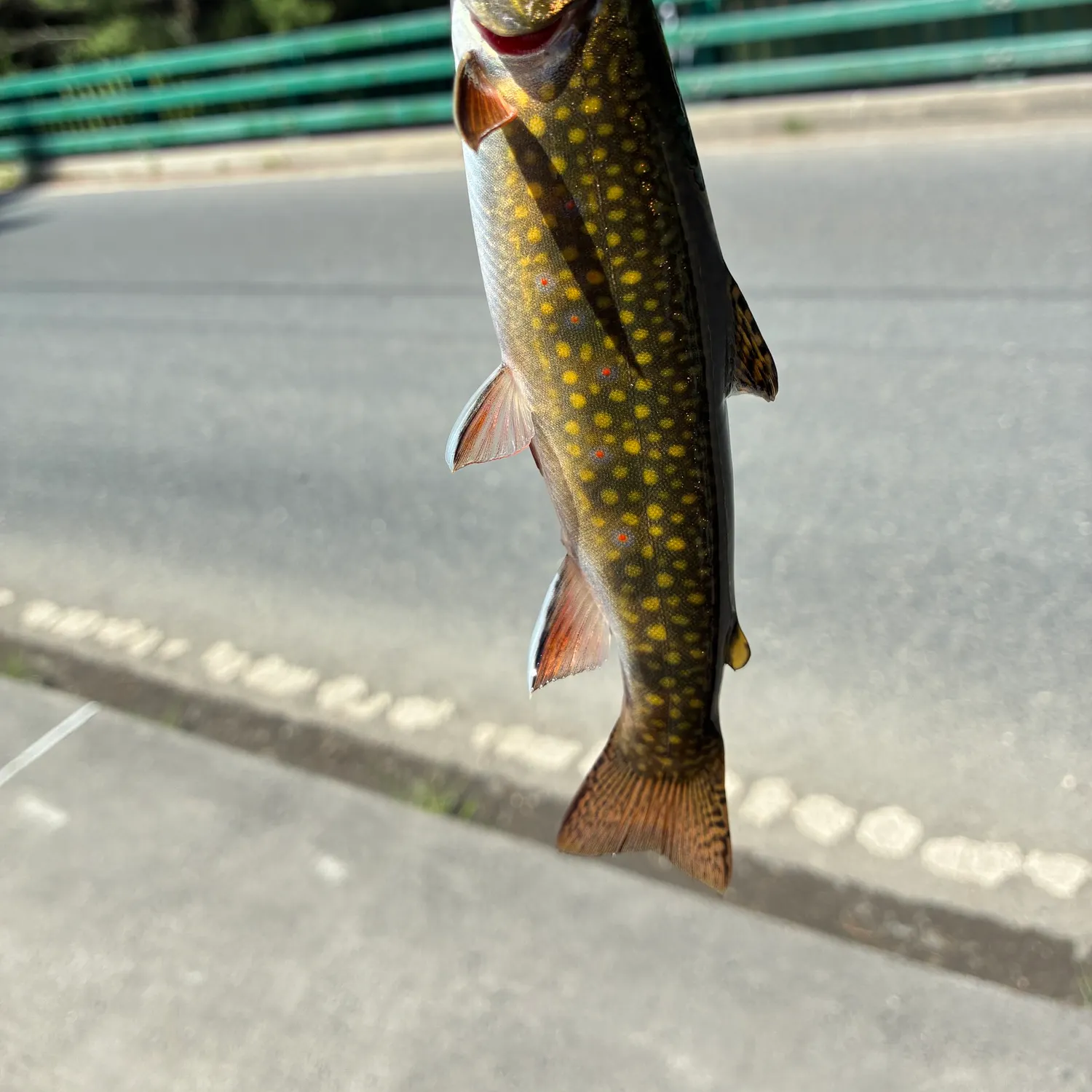 Brook trout caught on Fishbrain