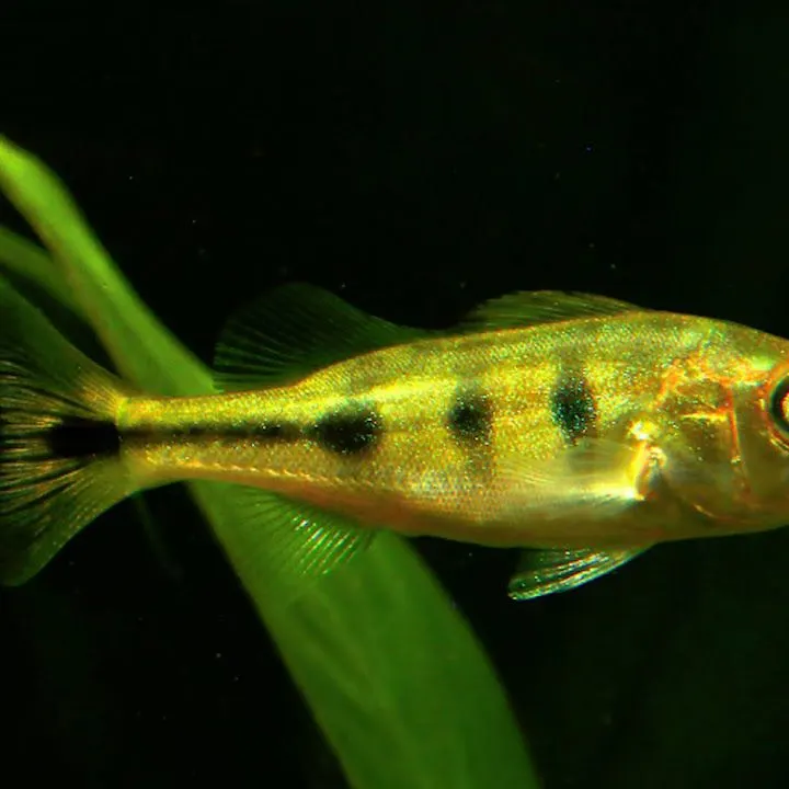 The most recent Butterfly peacock bass catches on Fishbrain