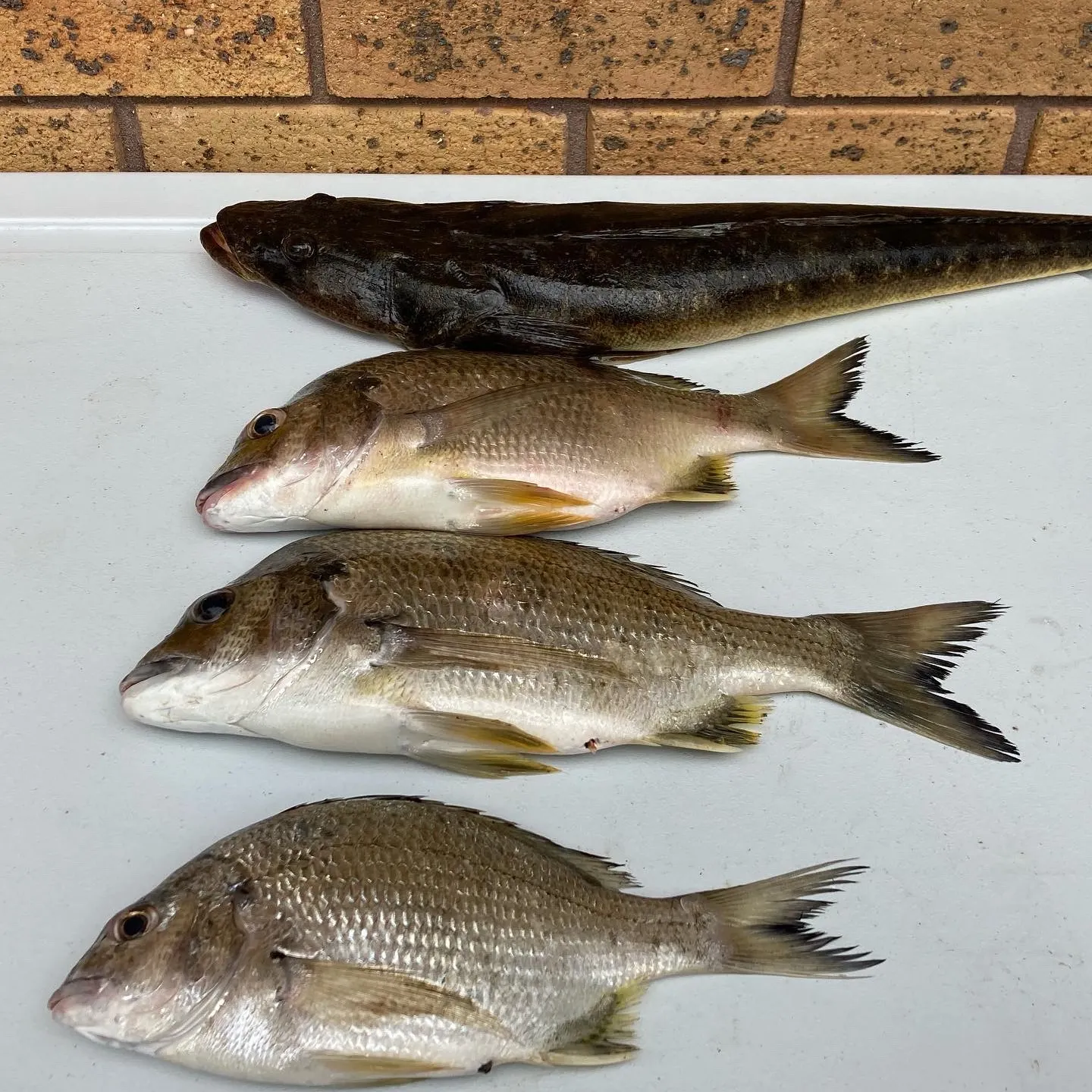 The most recent Surf bream catches on Fishbrain