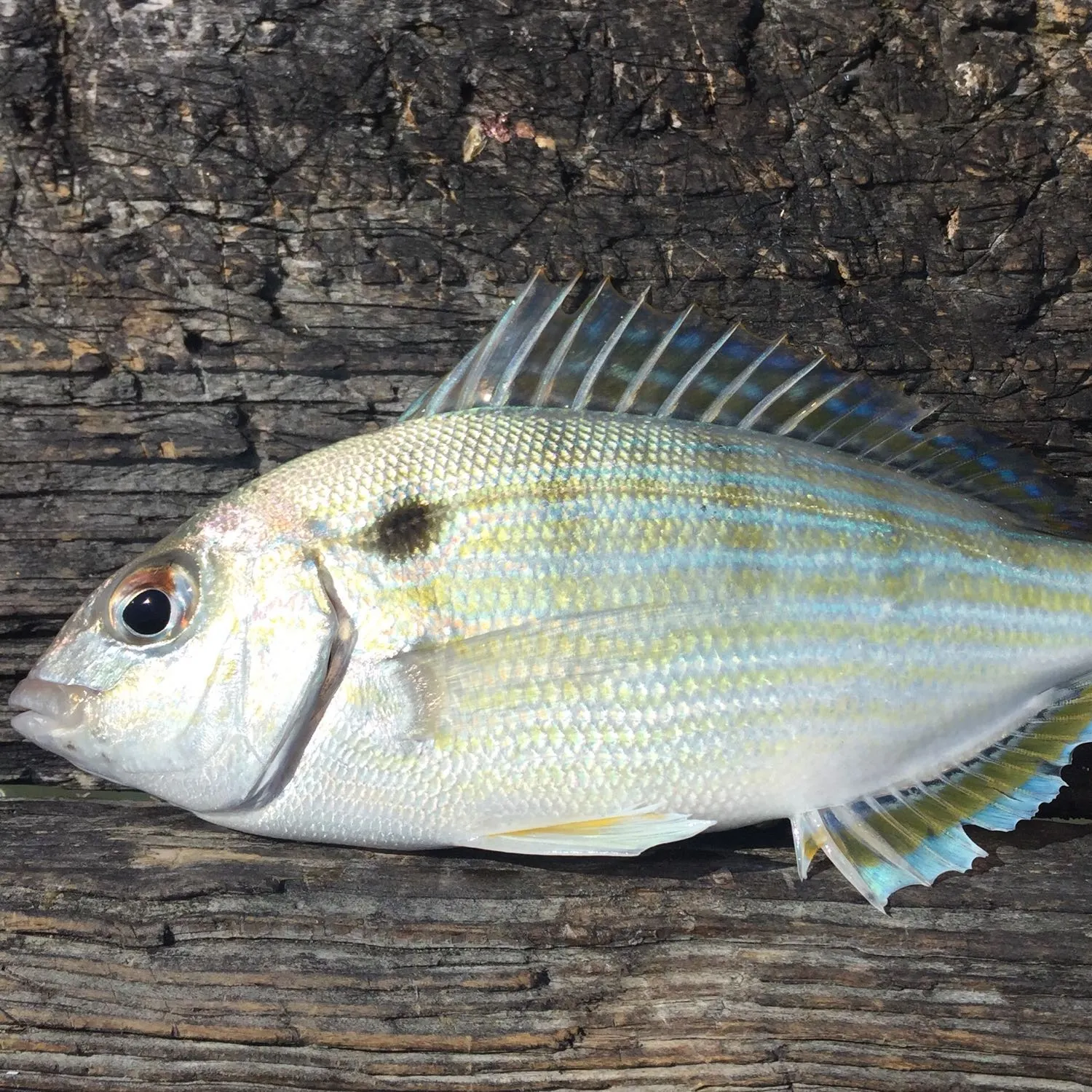 The most popular recent Pinfish catch on Fishbrain