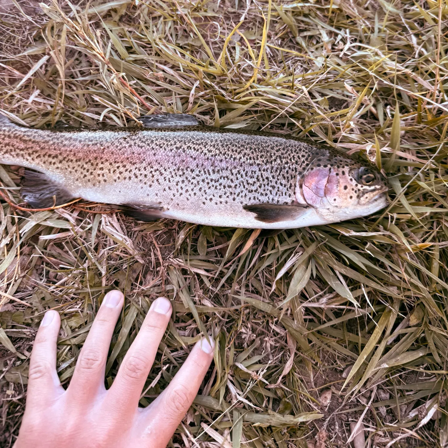 Rainbow trout caught on Fishbrain