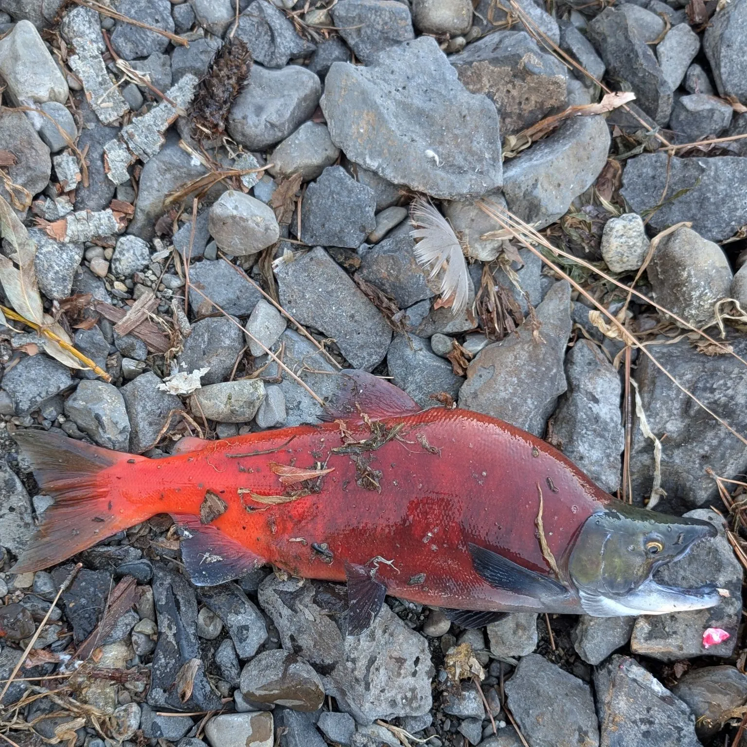The most recent Sockeye salmon catches on Fishbrain