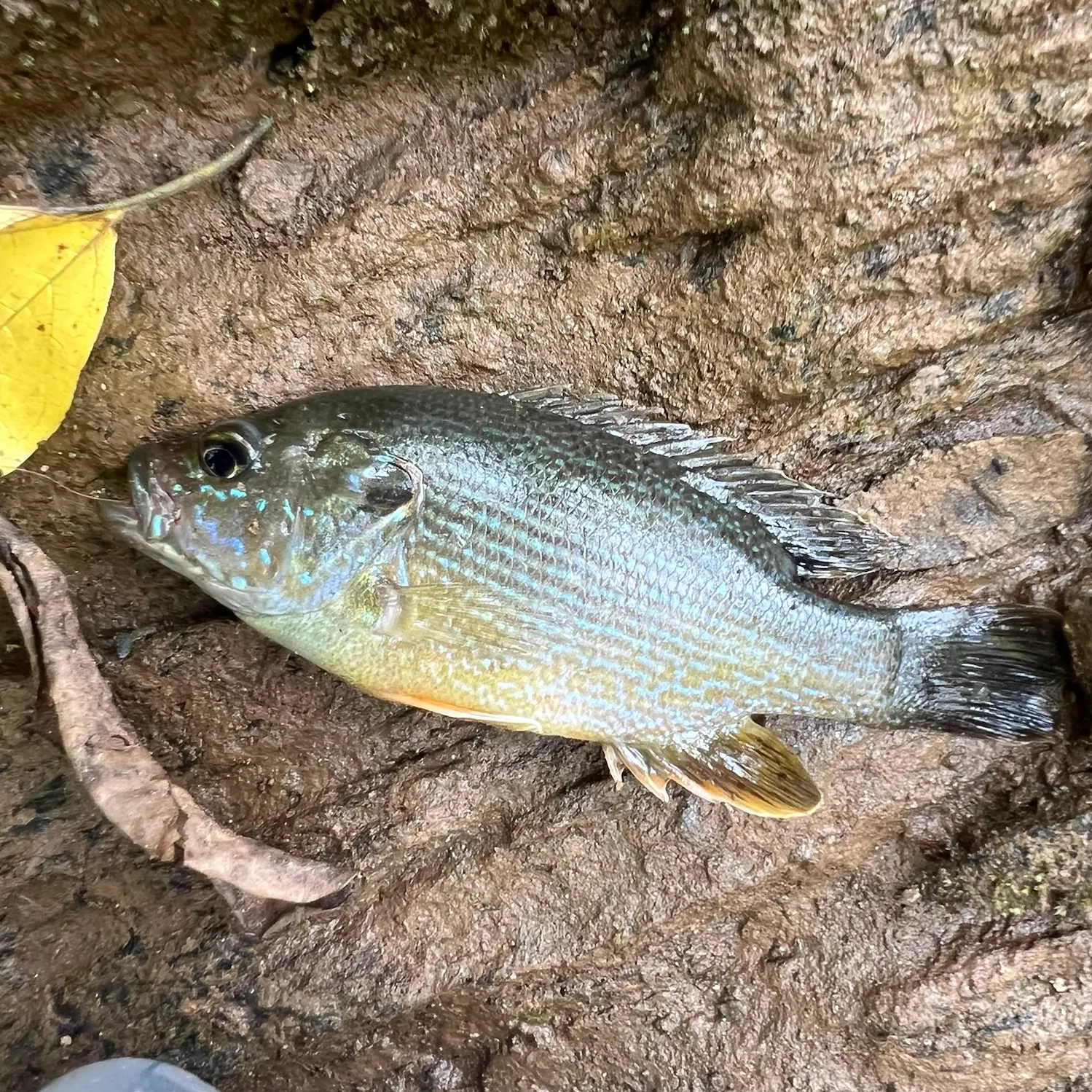 Green sunfish caught on Fishbrain