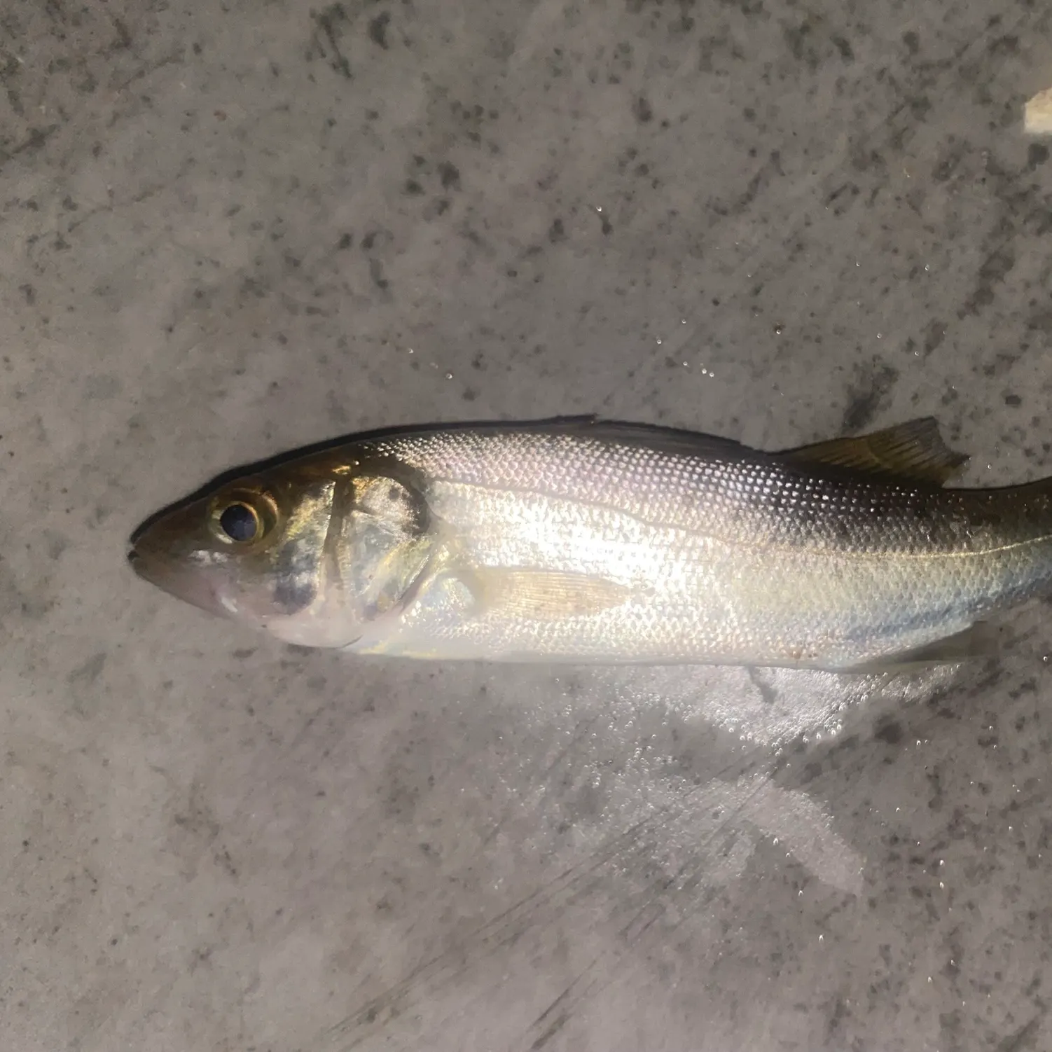 The most recent Spotted seabass catches on Fishbrain