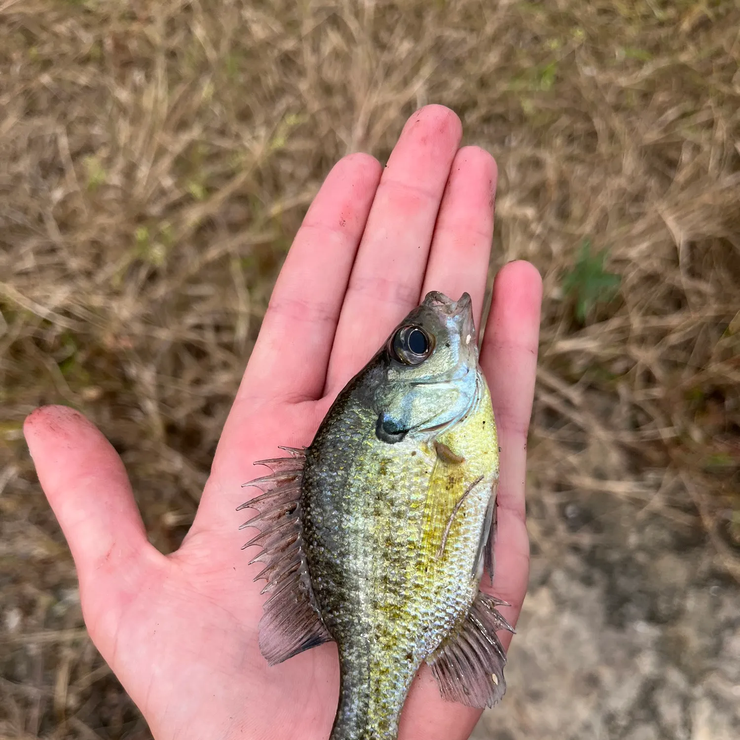 The most recent Redear x bluegill catches on Fishbrain