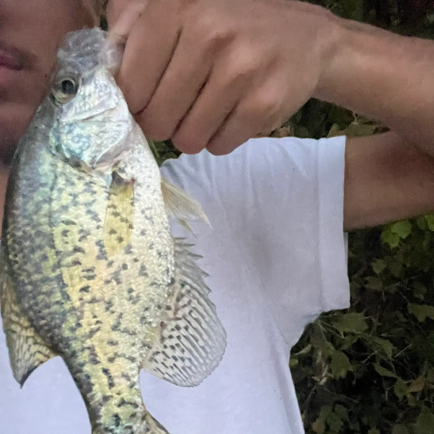 Black crappie caught on Fishbrain